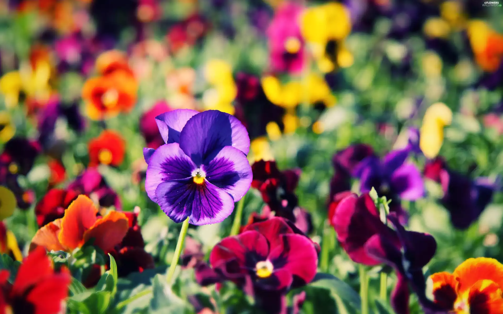 Spring, color, pansies
