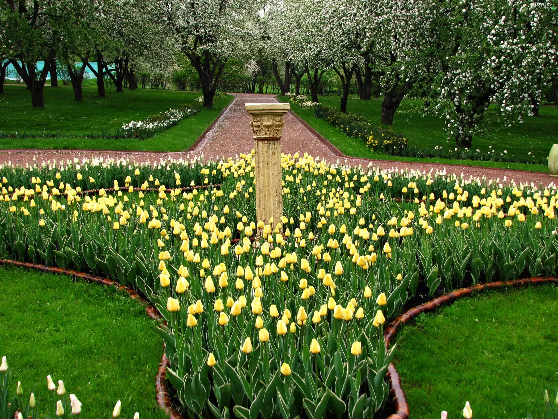 Park, Yellow, Tulips, Spring