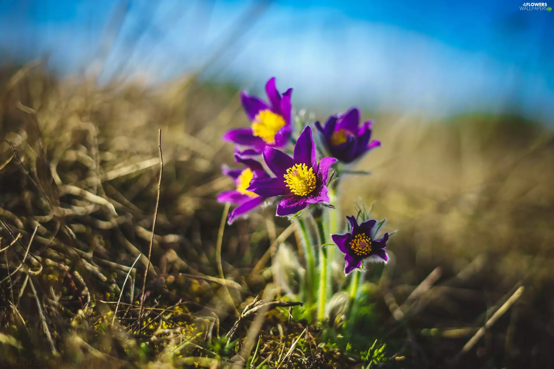 Spring, Flowers, pasque