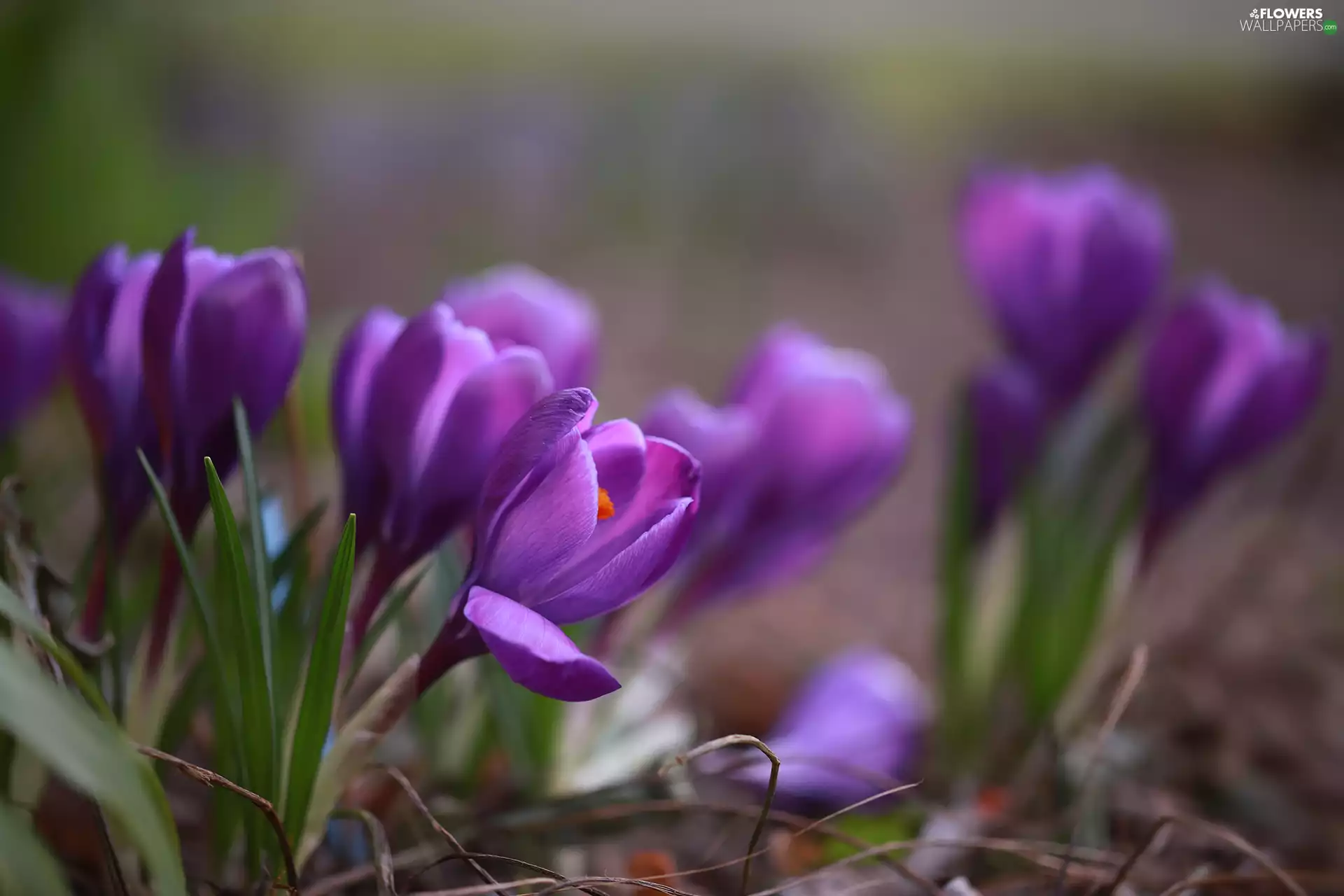 purple, crocuses, Flowers, Spring