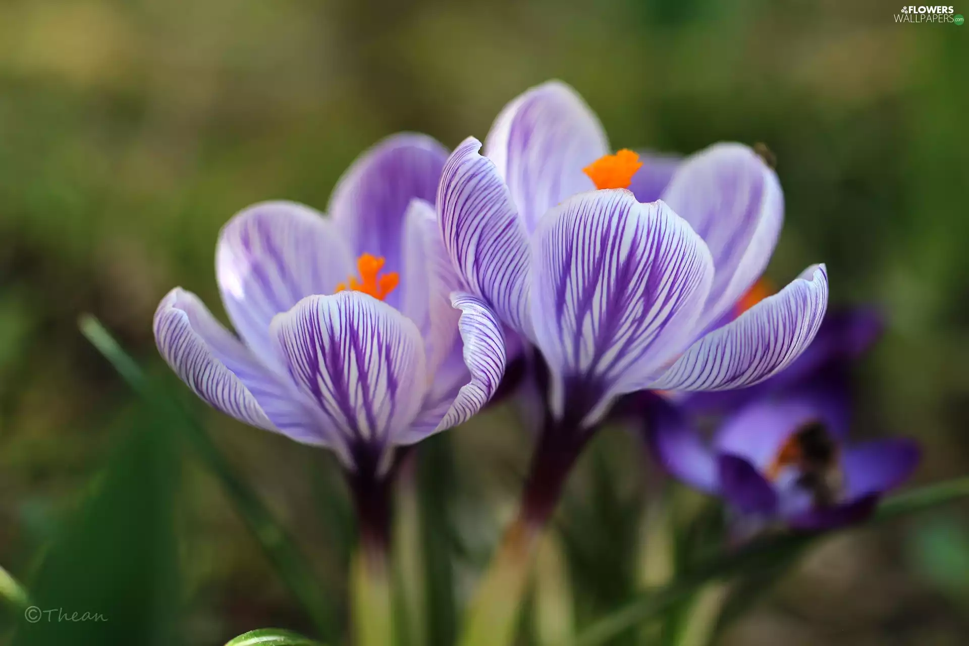 purple, Flowers, Spring, crocuses