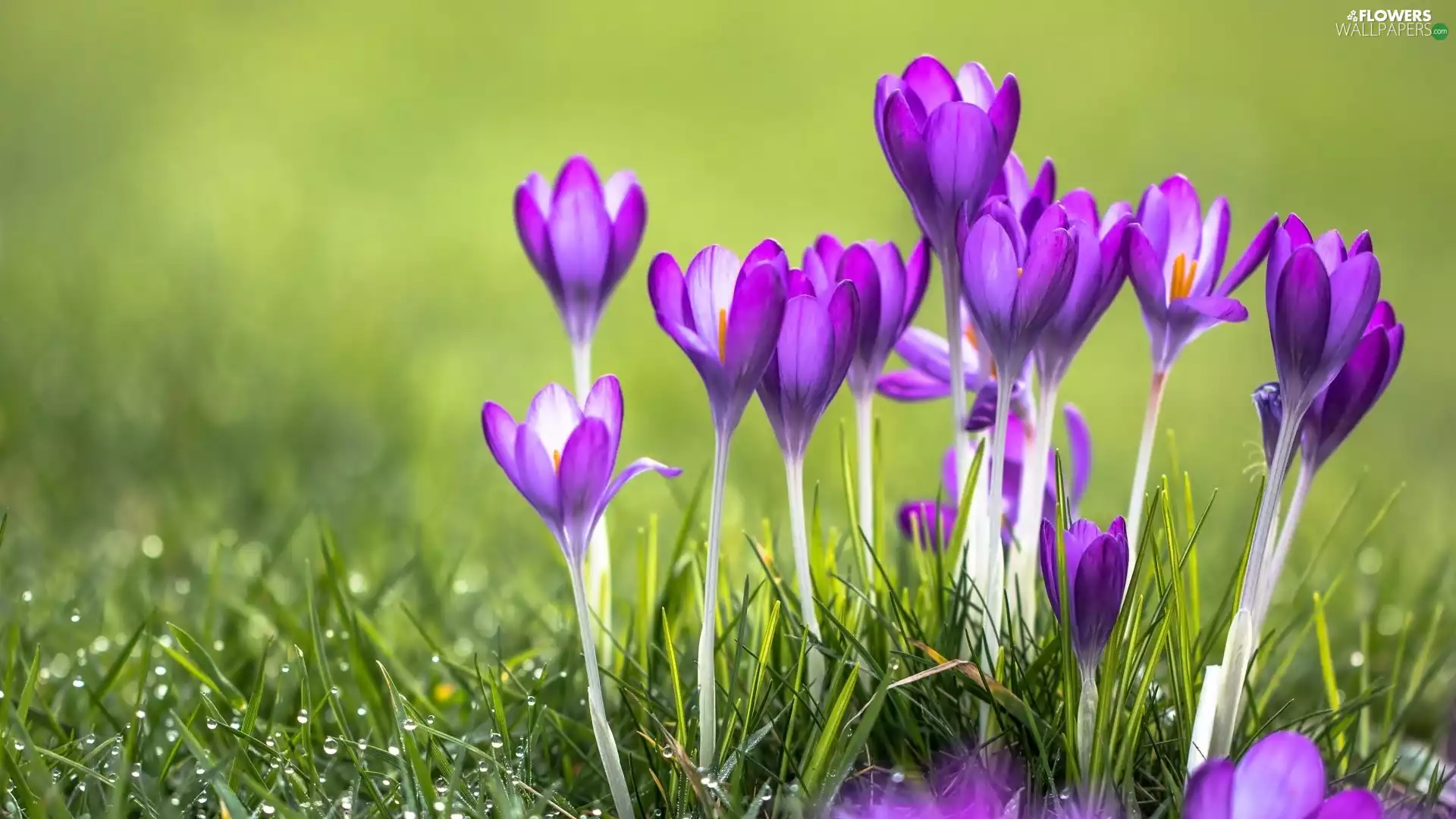 purple, Meadow, Spring, crocuses