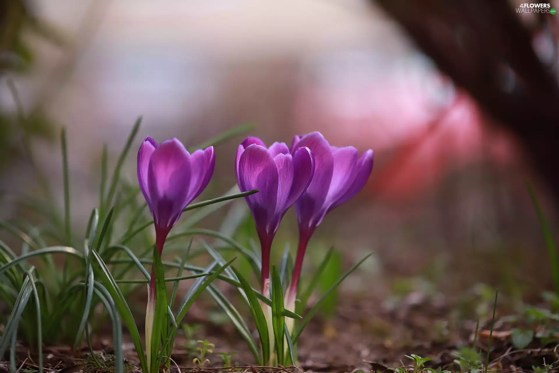 Flowers, Spring, purple, crocuses, Three
