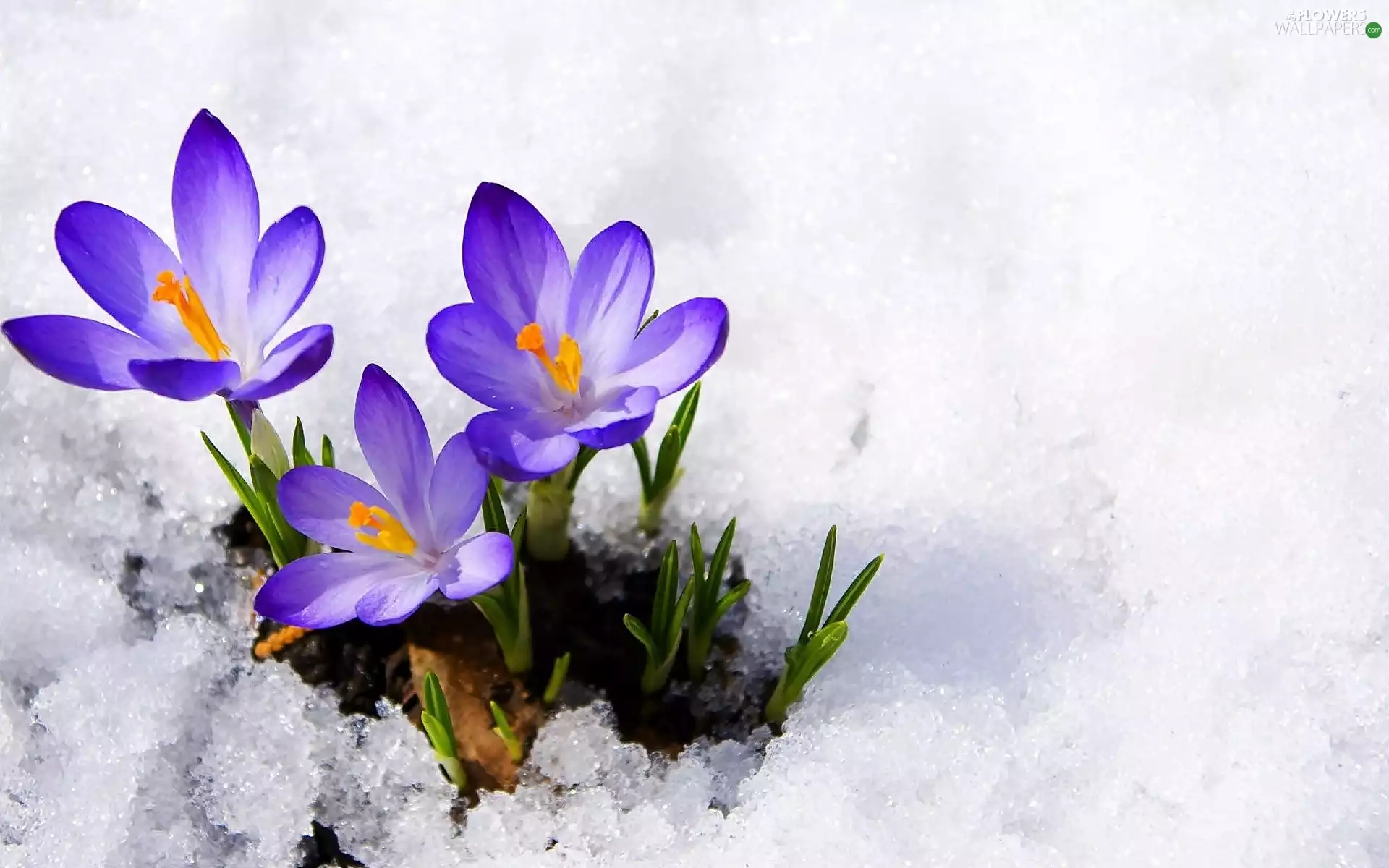 Spring, crocuses, snow