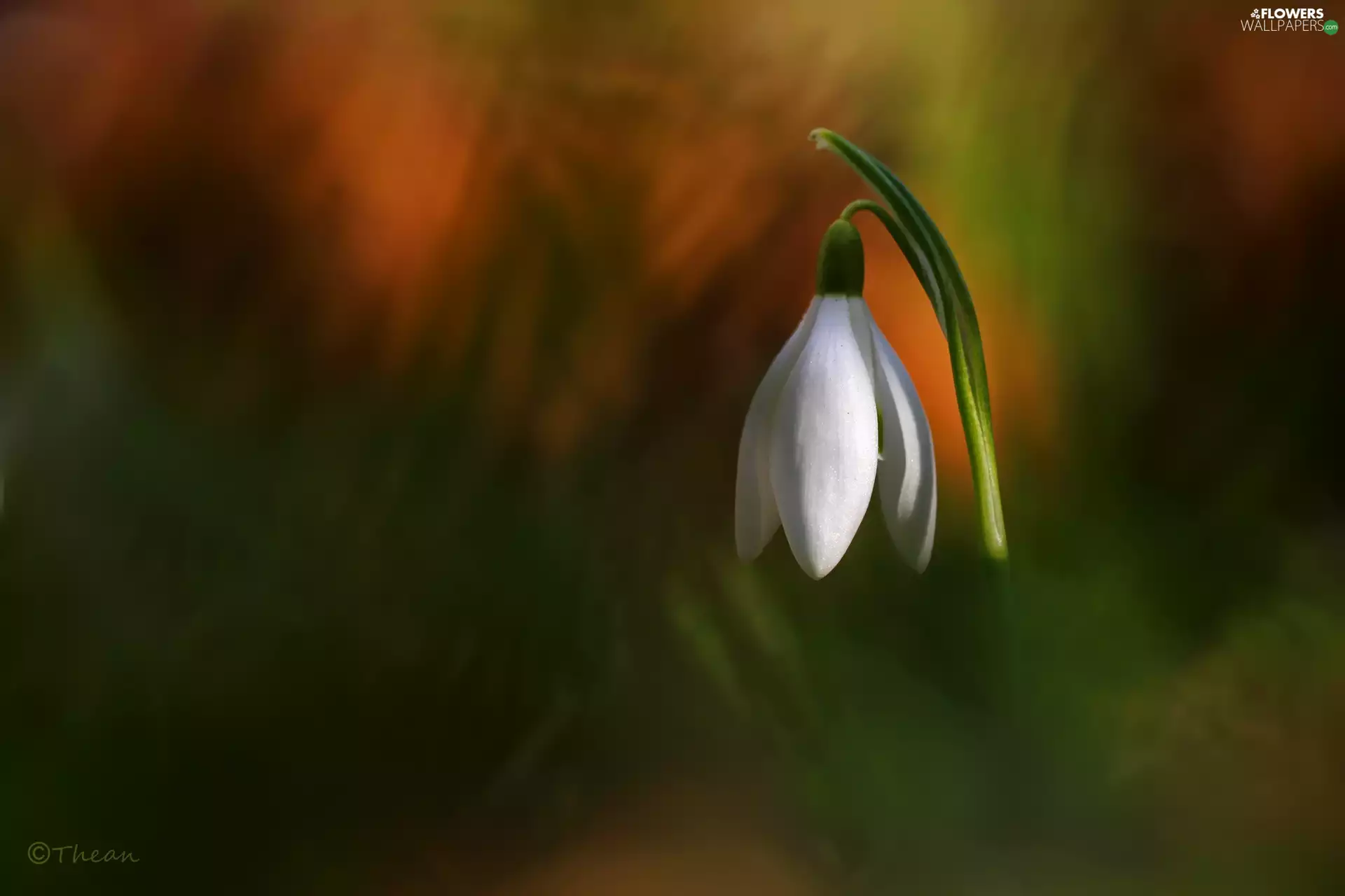 Snowdrop, Colourfull Flowers, Spring, White