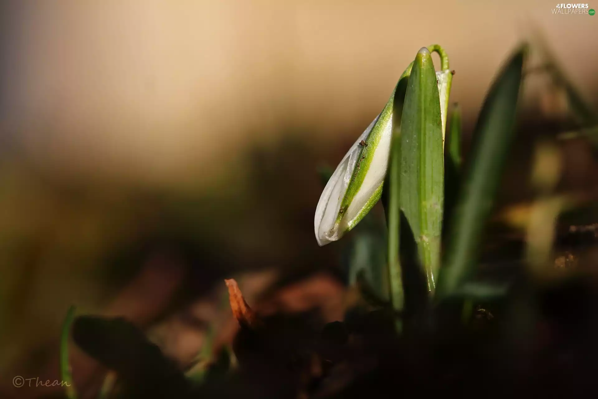 Snowdrop, Colourfull Flowers, Spring, White
