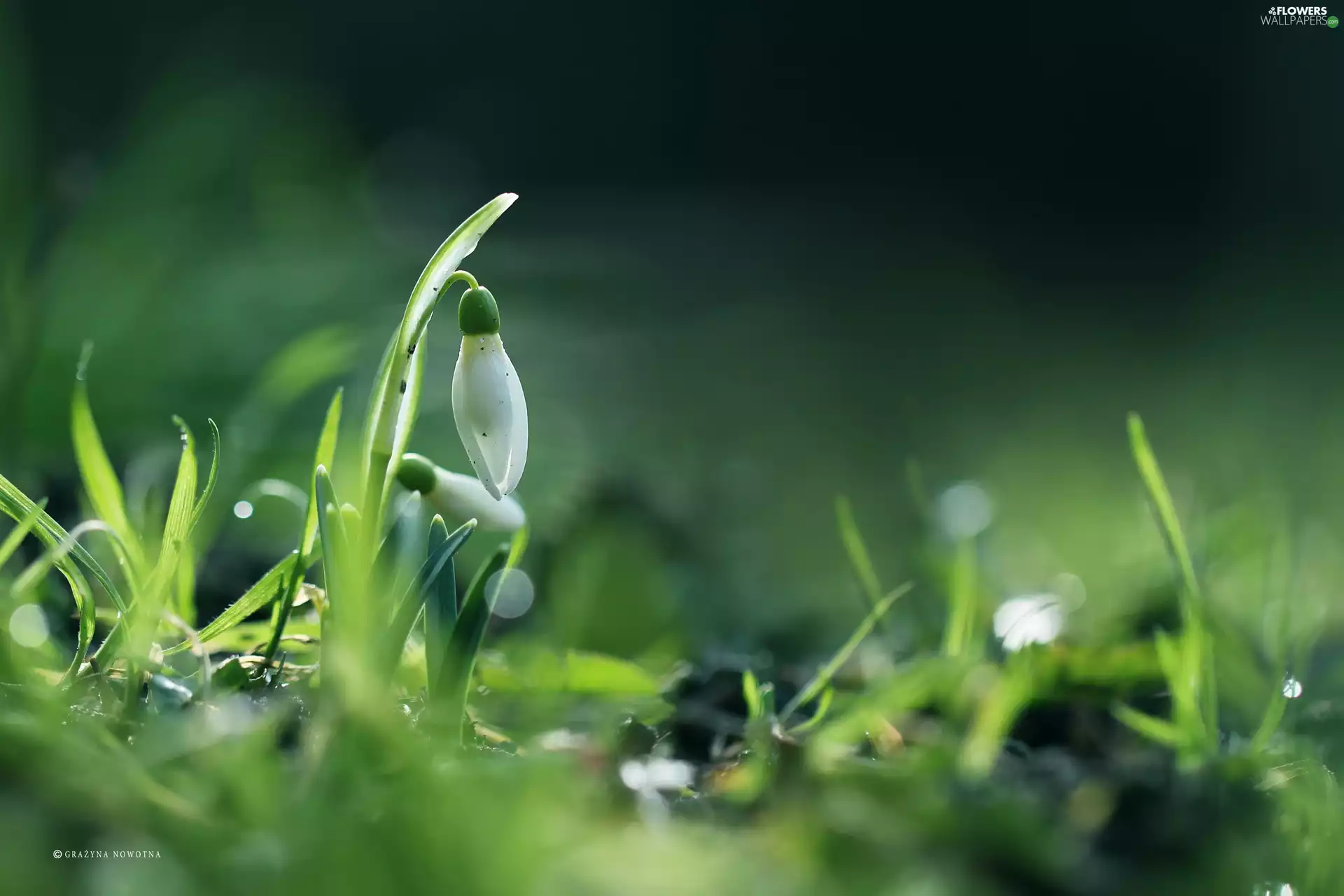 Snowdrop, Colourfull Flowers, Spring, White