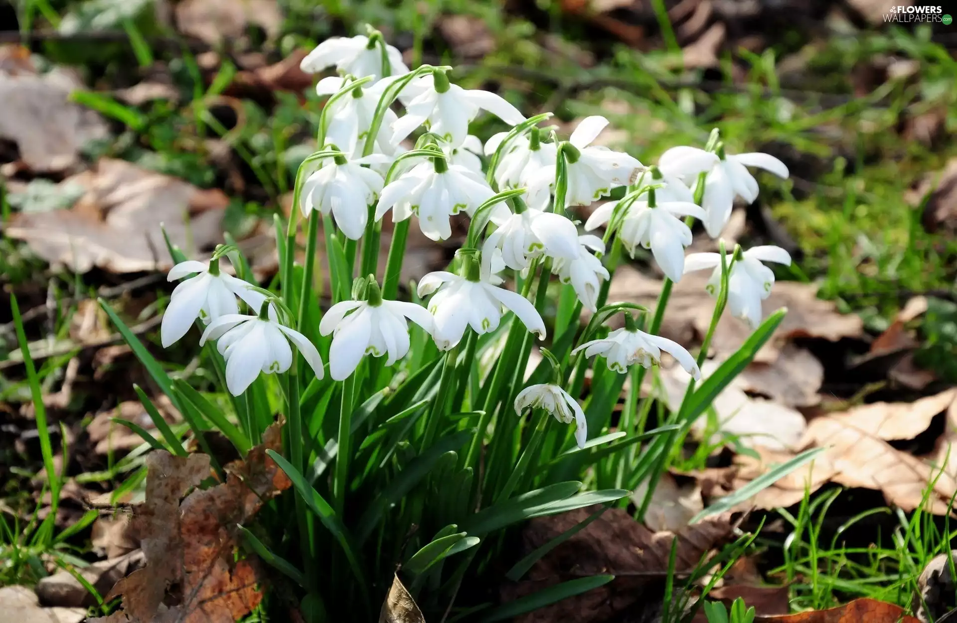 snowdrops, Spring