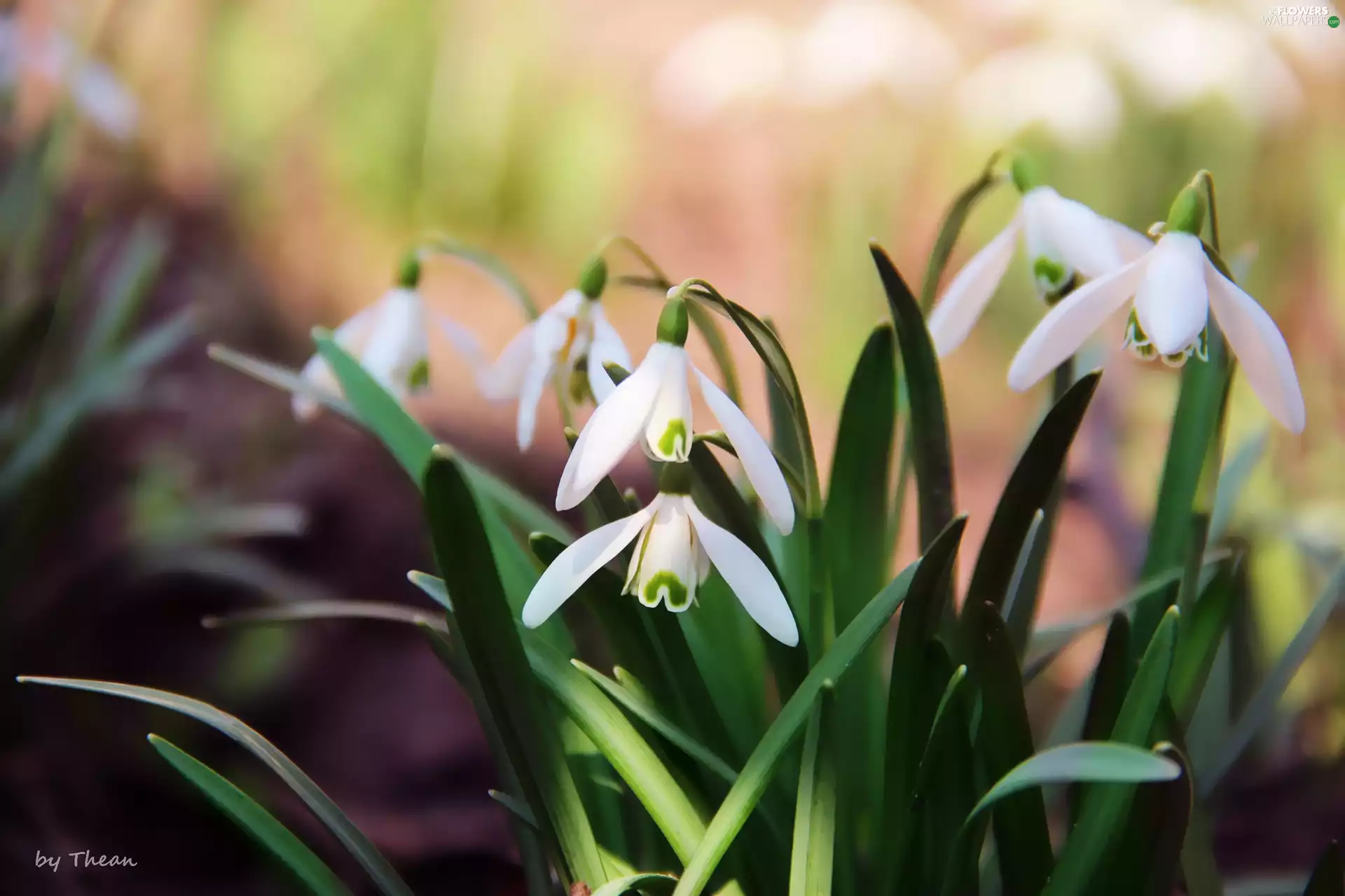 snowdrops, Spring