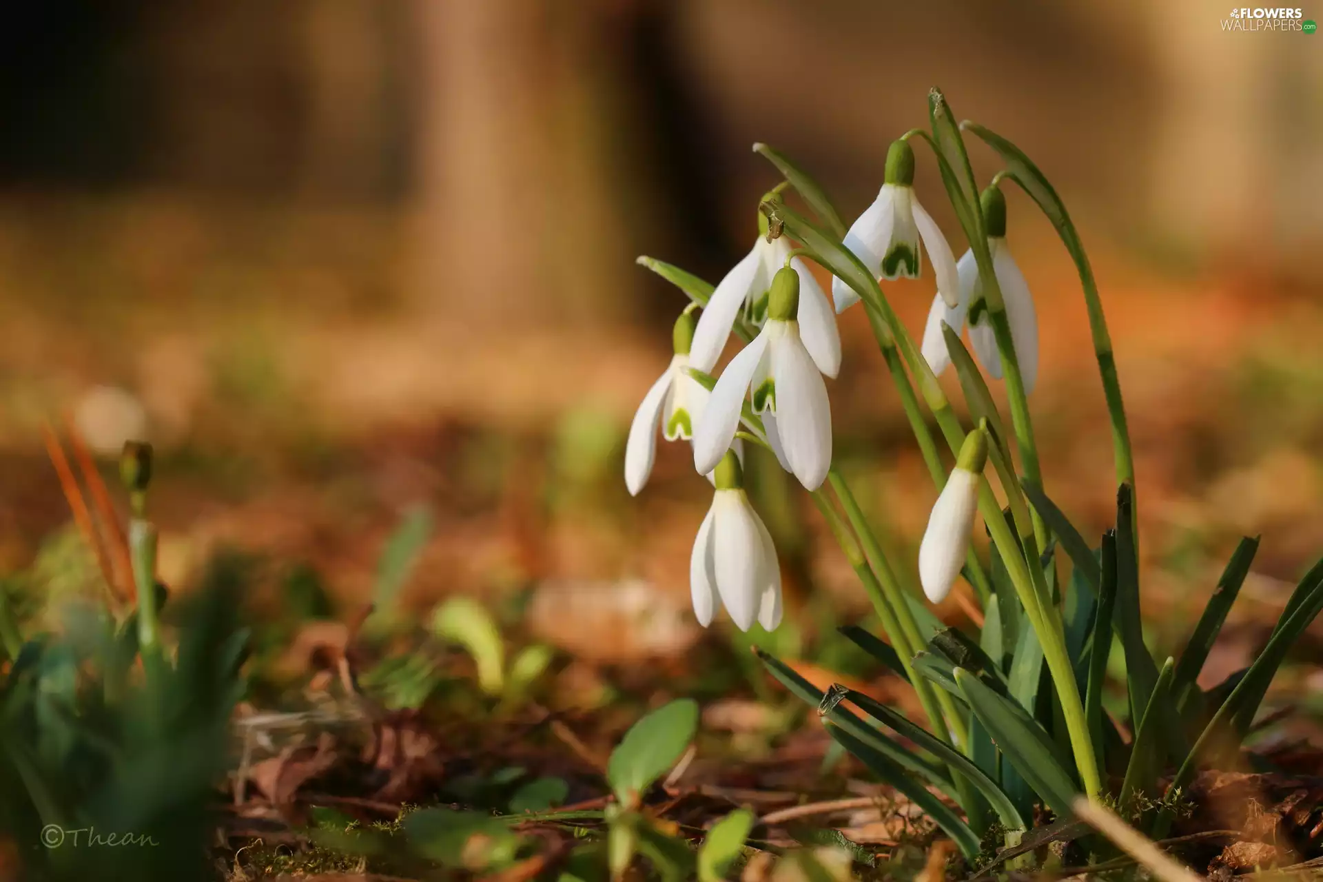 snowdrops, Flowers, Spring, White