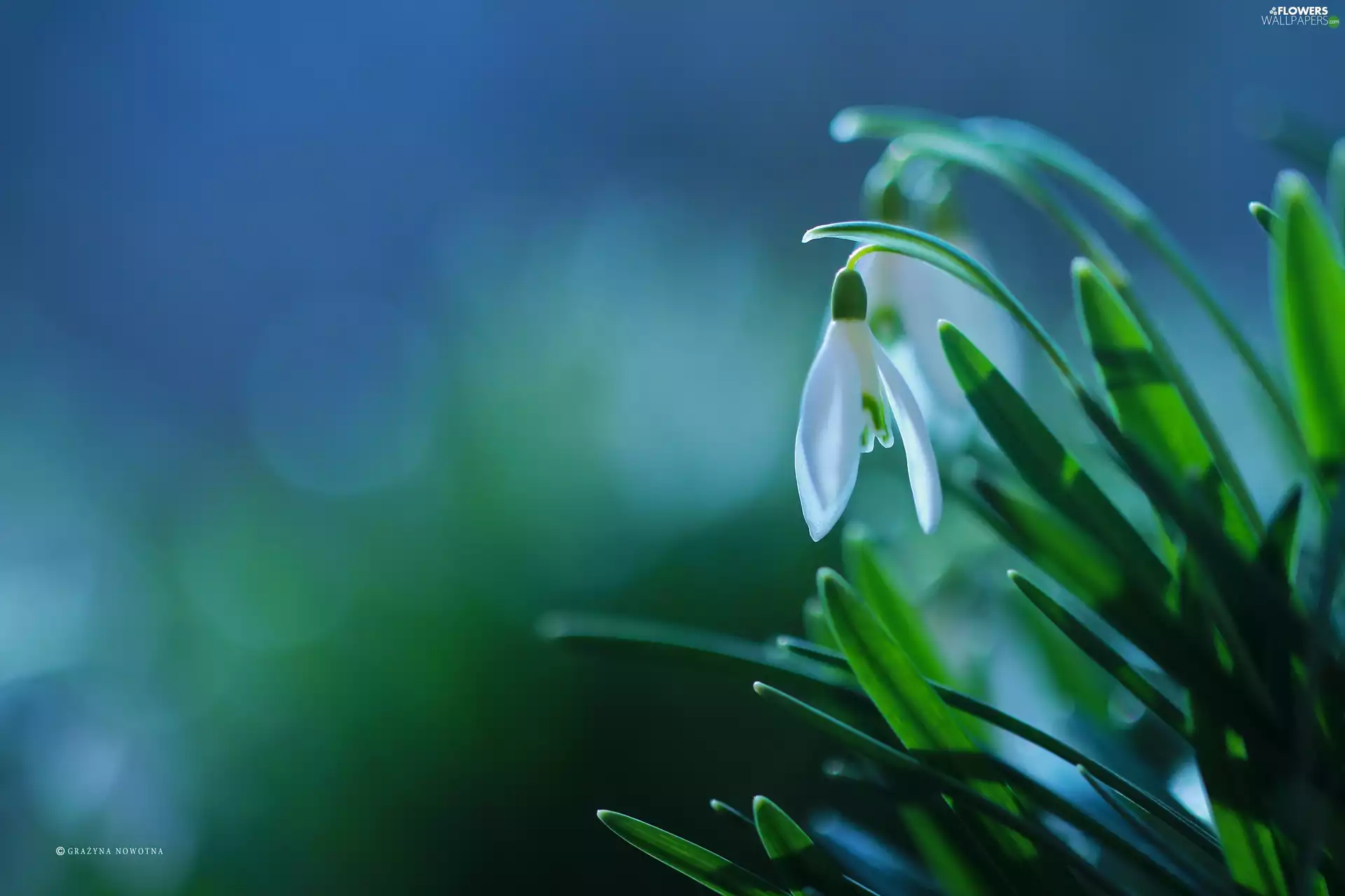 snowdrops, Flowers, Spring, White