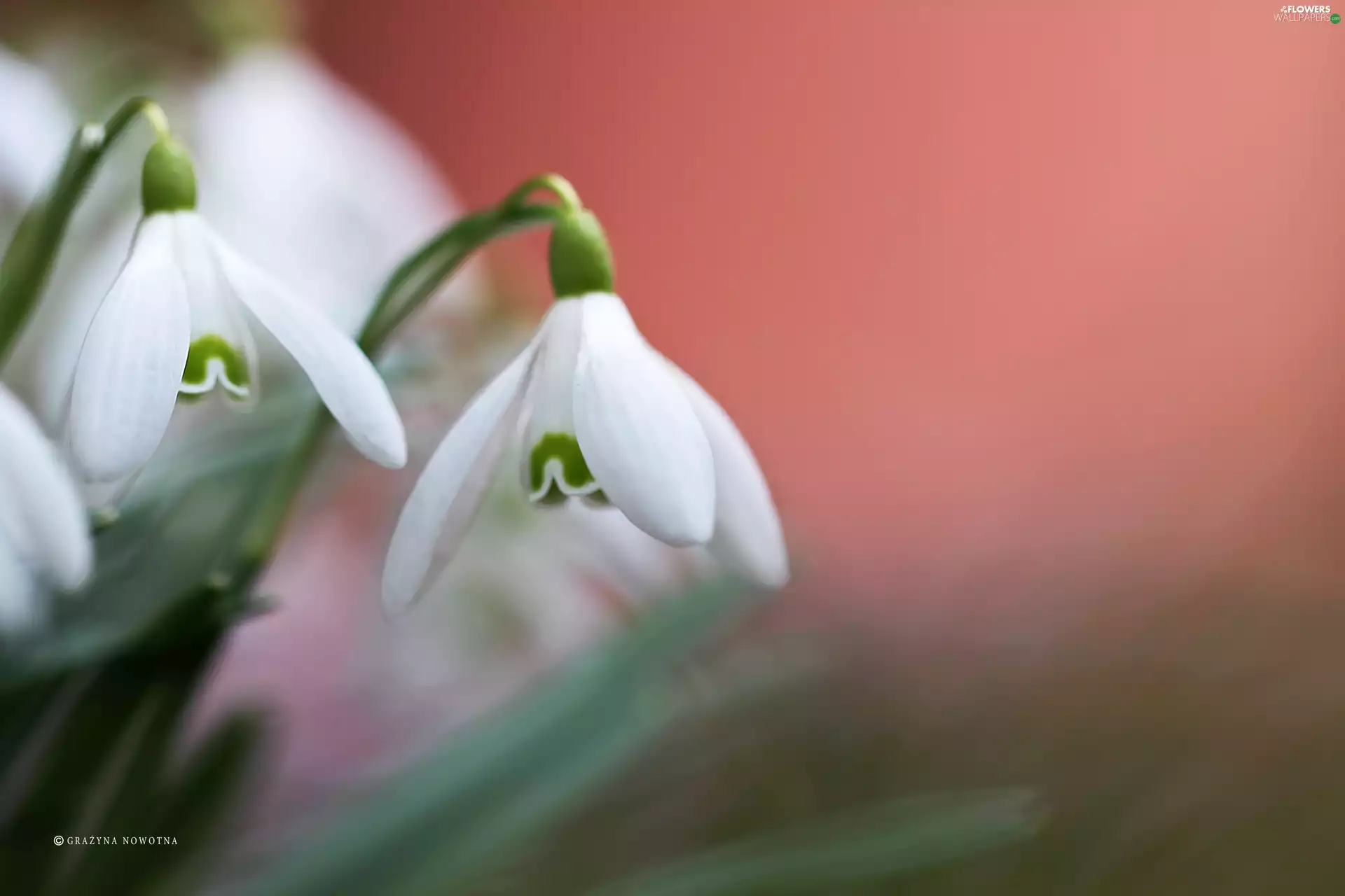 snowdrops, Flowers, Spring, White