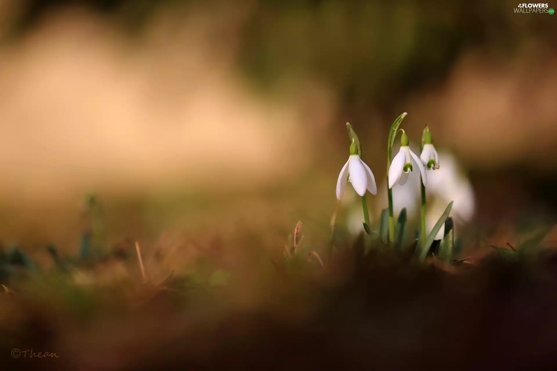 snowdrops, Flowers, Spring, White