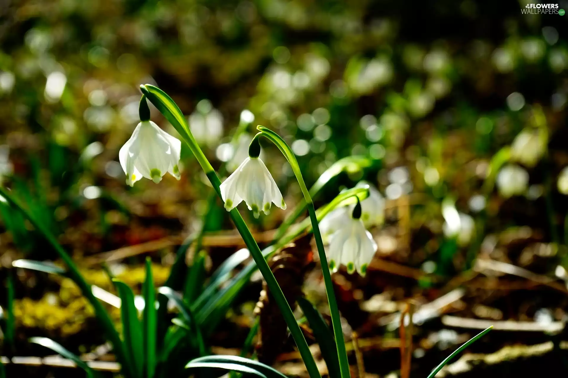 Spring, Flowers, flurry