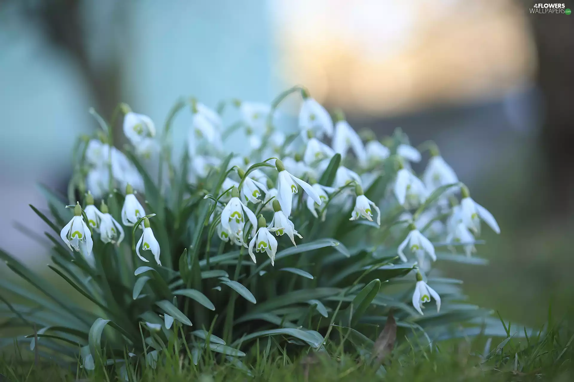 snowdrops, Flowers, White, Spring