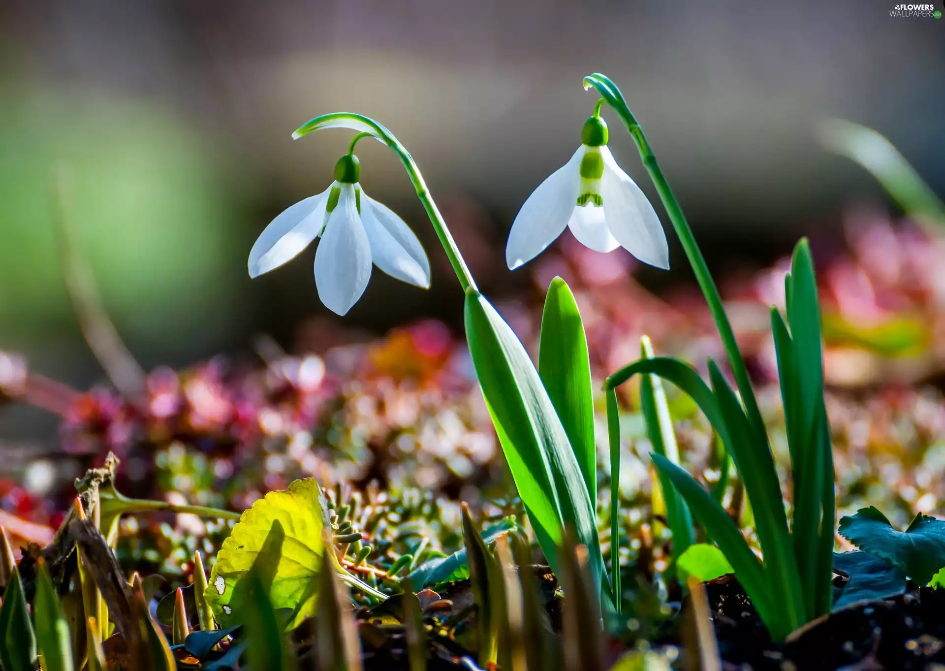 snowdrops, Spring