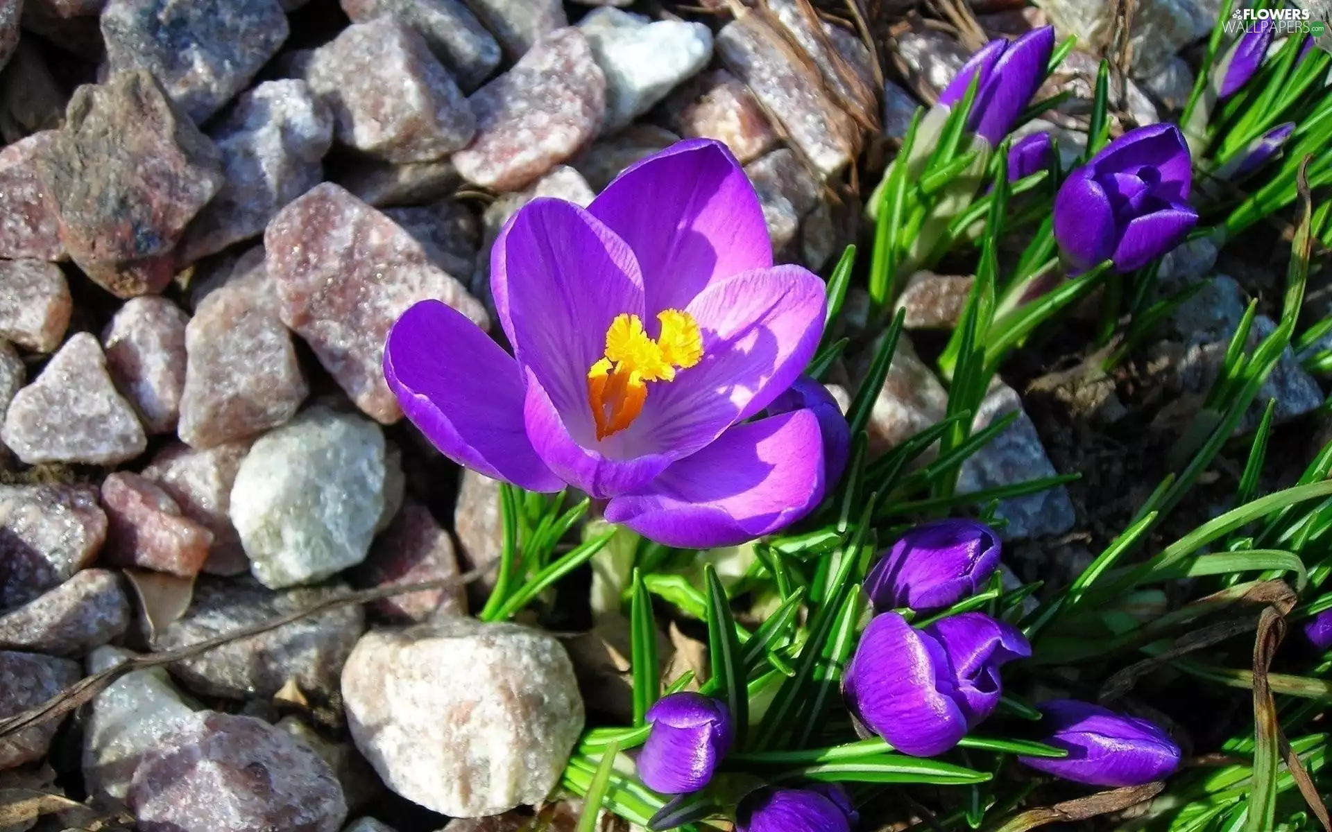 Spring, crocuses, Stones