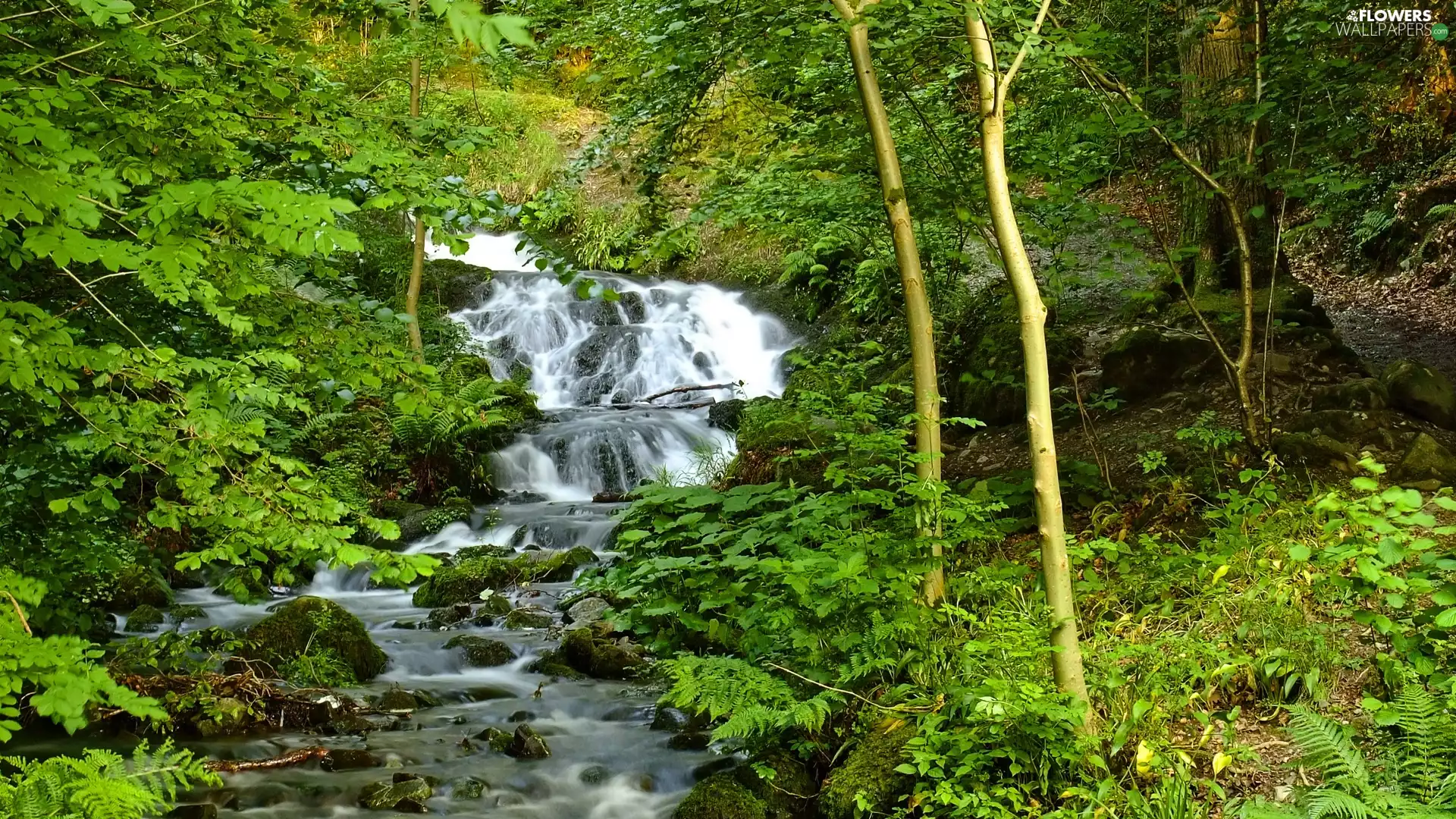 VEGETATION, Spring, stream, mountainous, waterfall