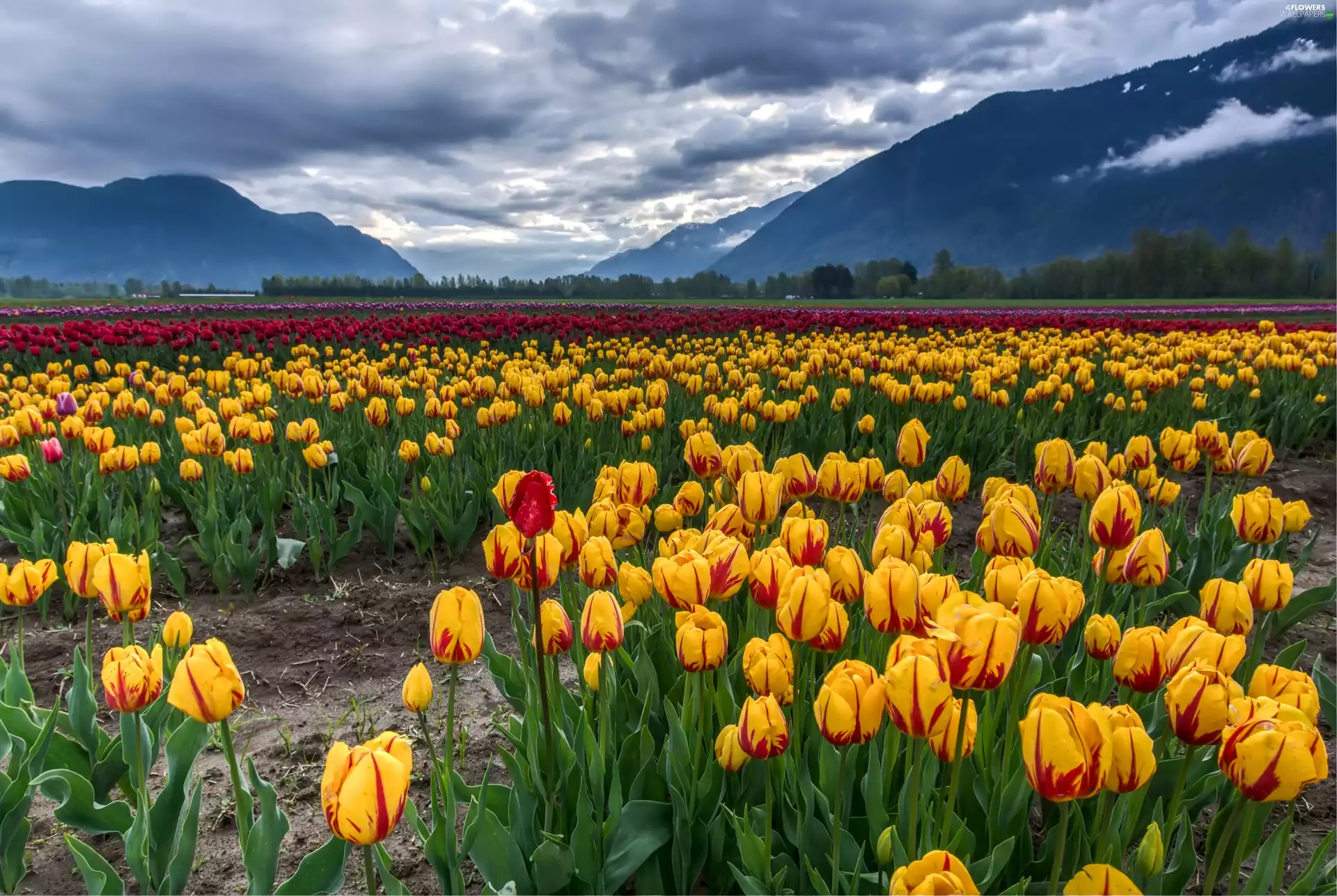 Mountains, Spring, Tulip, clouds, Field