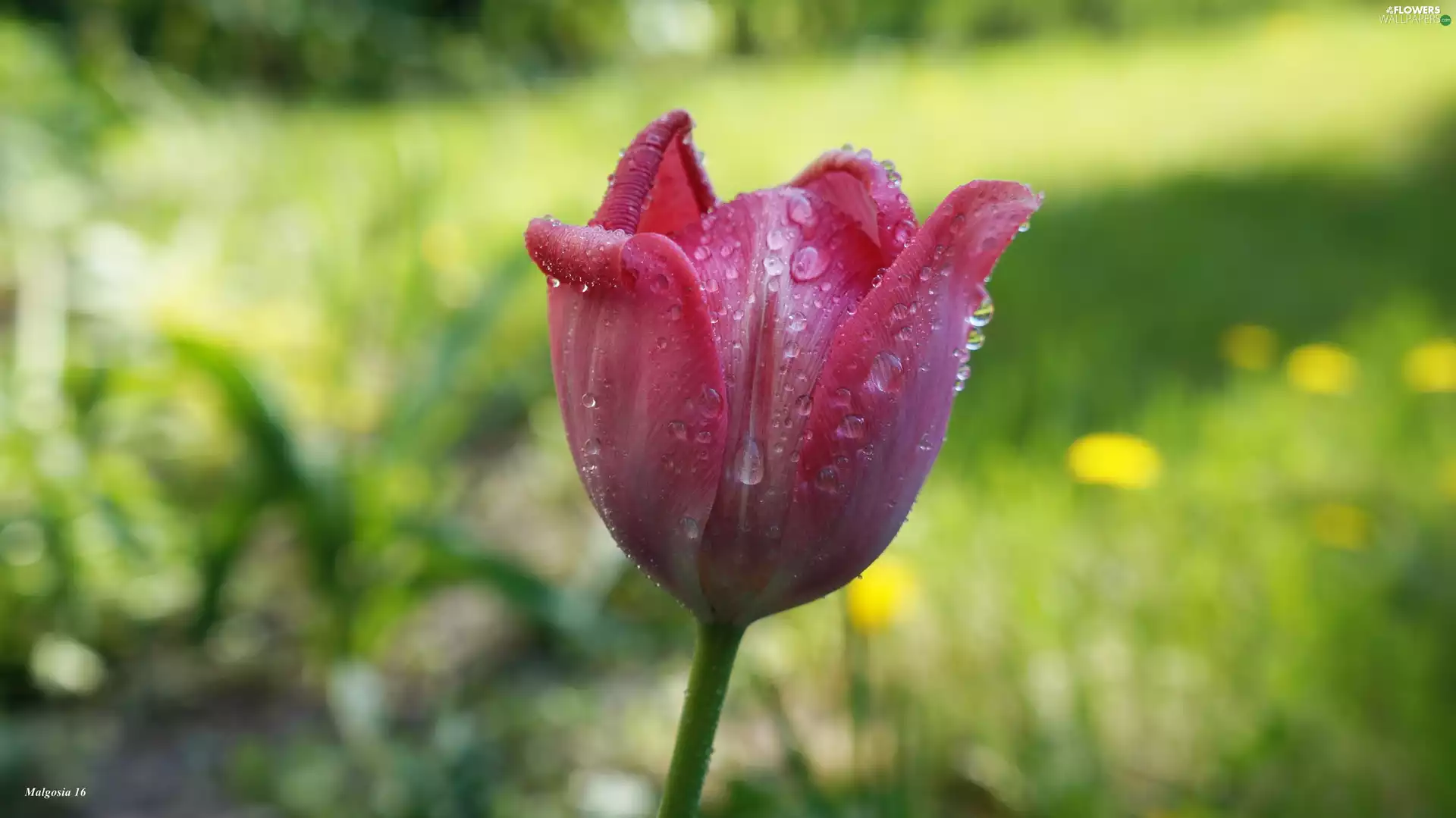 tulip, Colourfull Flowers, spring