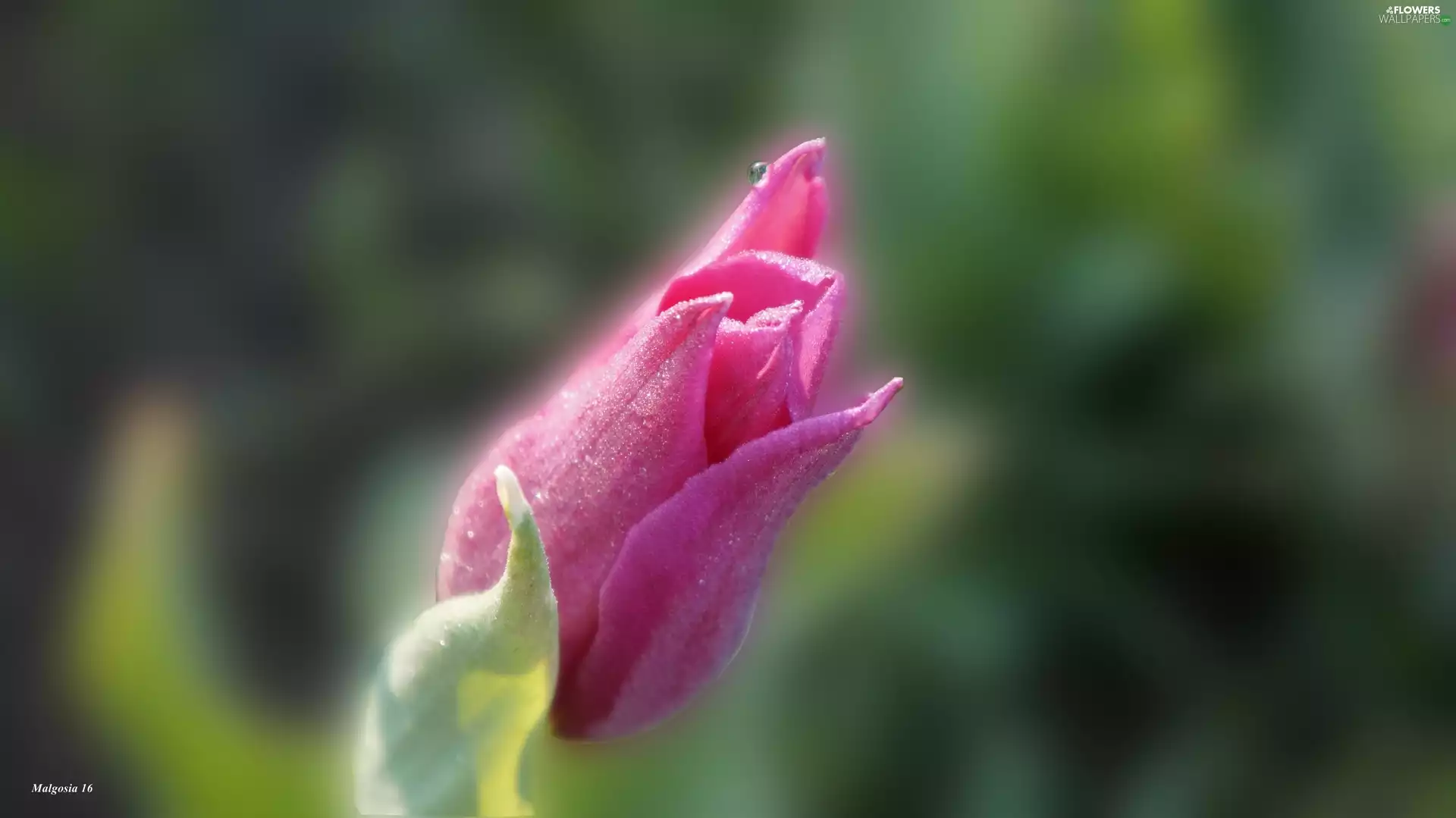 Pink, spring, tulip, Colourfull Flowers