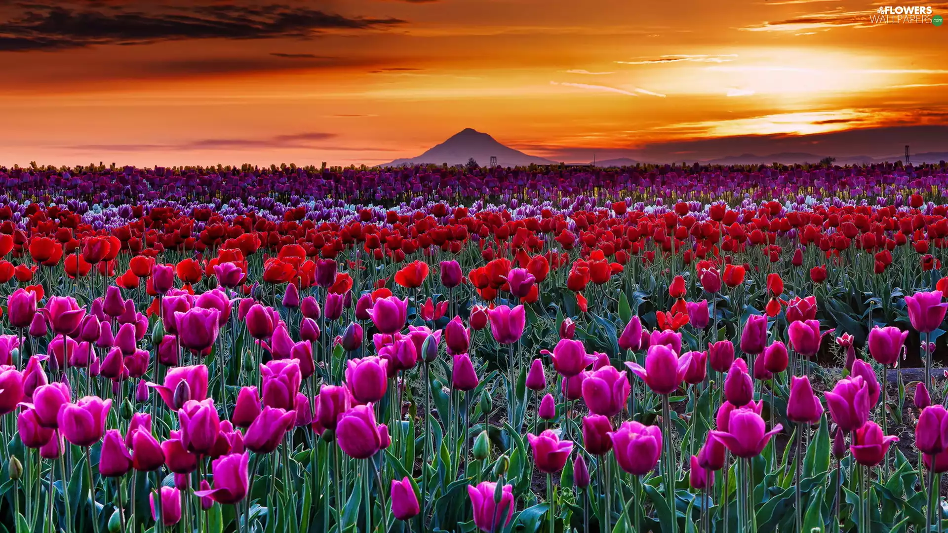 Mountains, Field, sun, Spring, west, Tulip