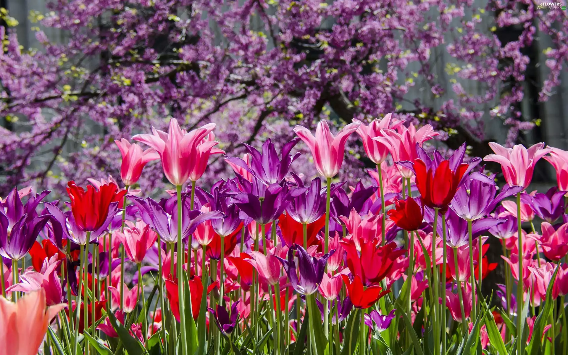 Spring, color, Tulips