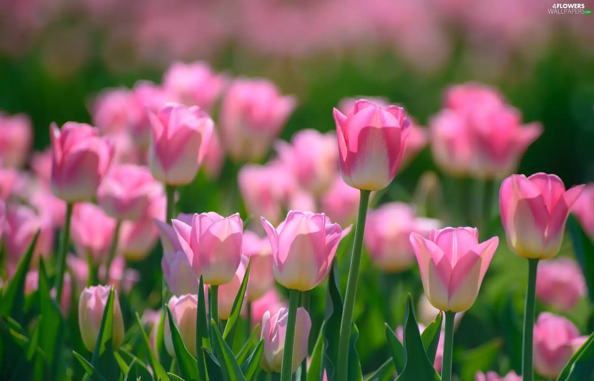 Spring, Flowers, Tulips