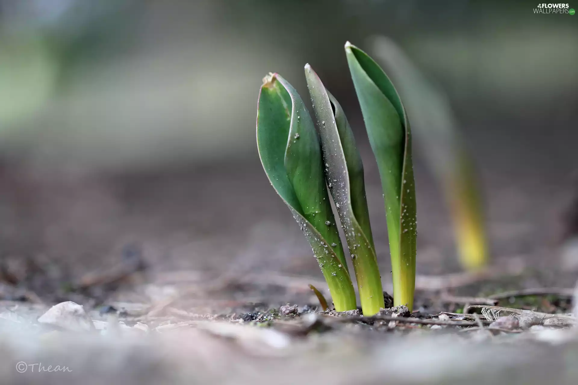 Spring, Leaf, Tulips