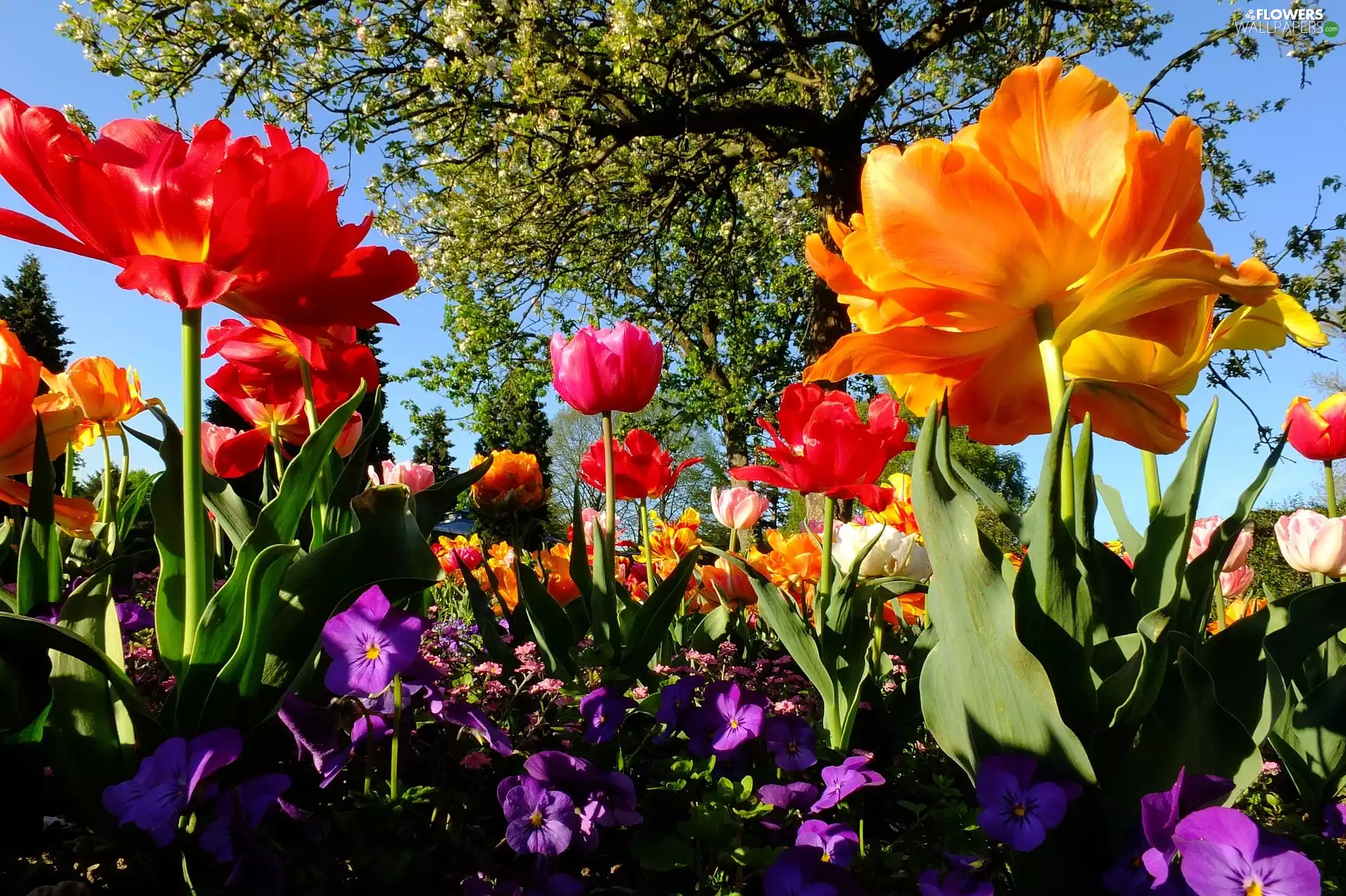 pansies, color, trees, Spring, flourishing, Tulips