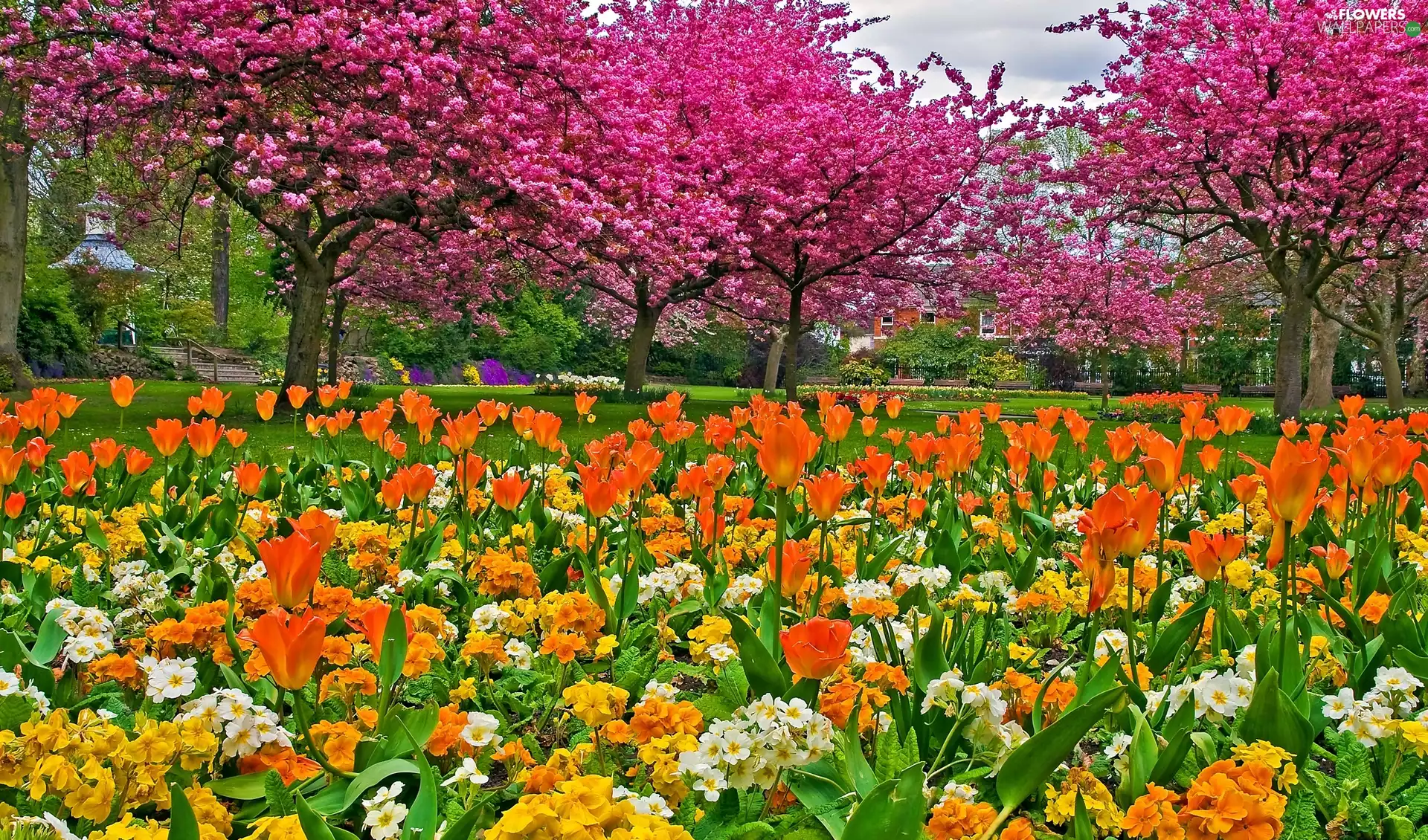 flourishing, Park, viewes, Spring, trees, Tulips