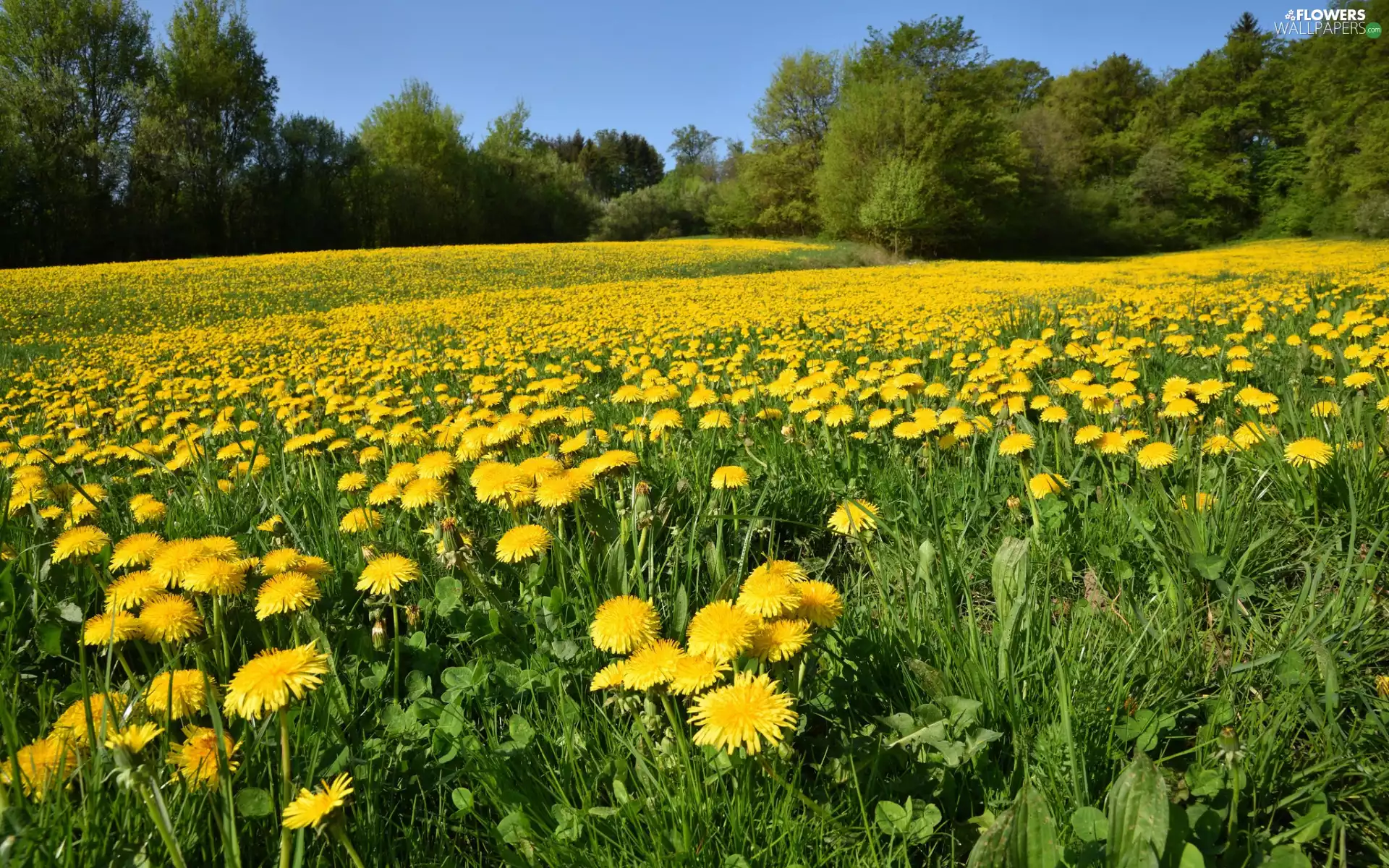 Meadow, trees, grass, Spring, dandelion, viewes