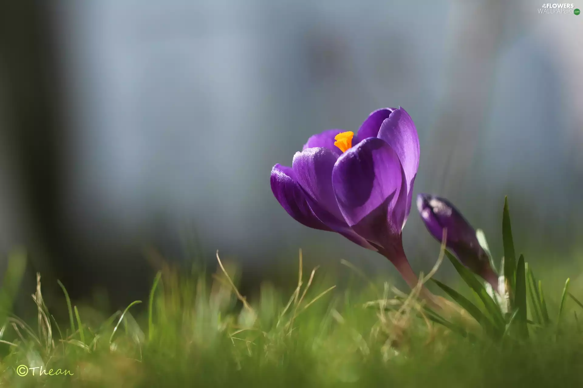 Violet, Colourfull Flowers, Spring, crocus