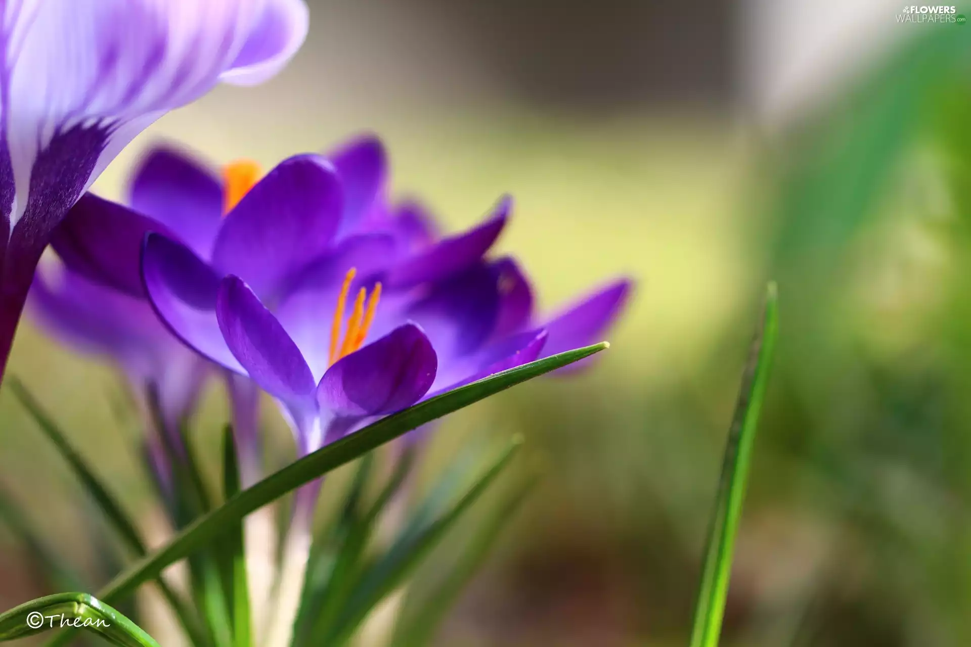 Violet, Colourfull Flowers, Spring, crocus