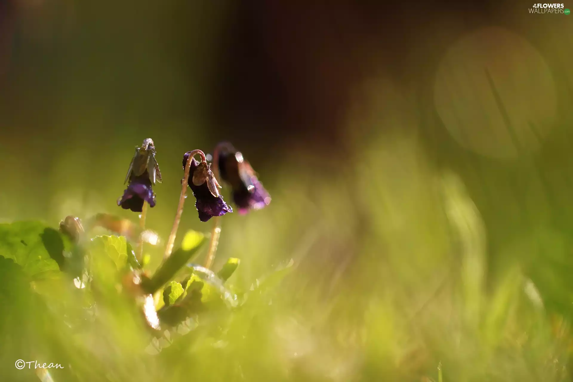 Violets, Flowers, Spring, fragrant