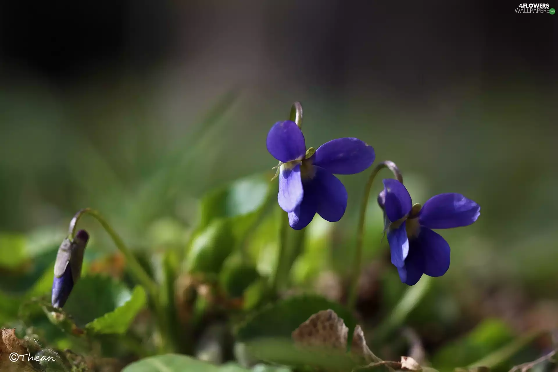 Violets, Flowers, Spring, fragrant