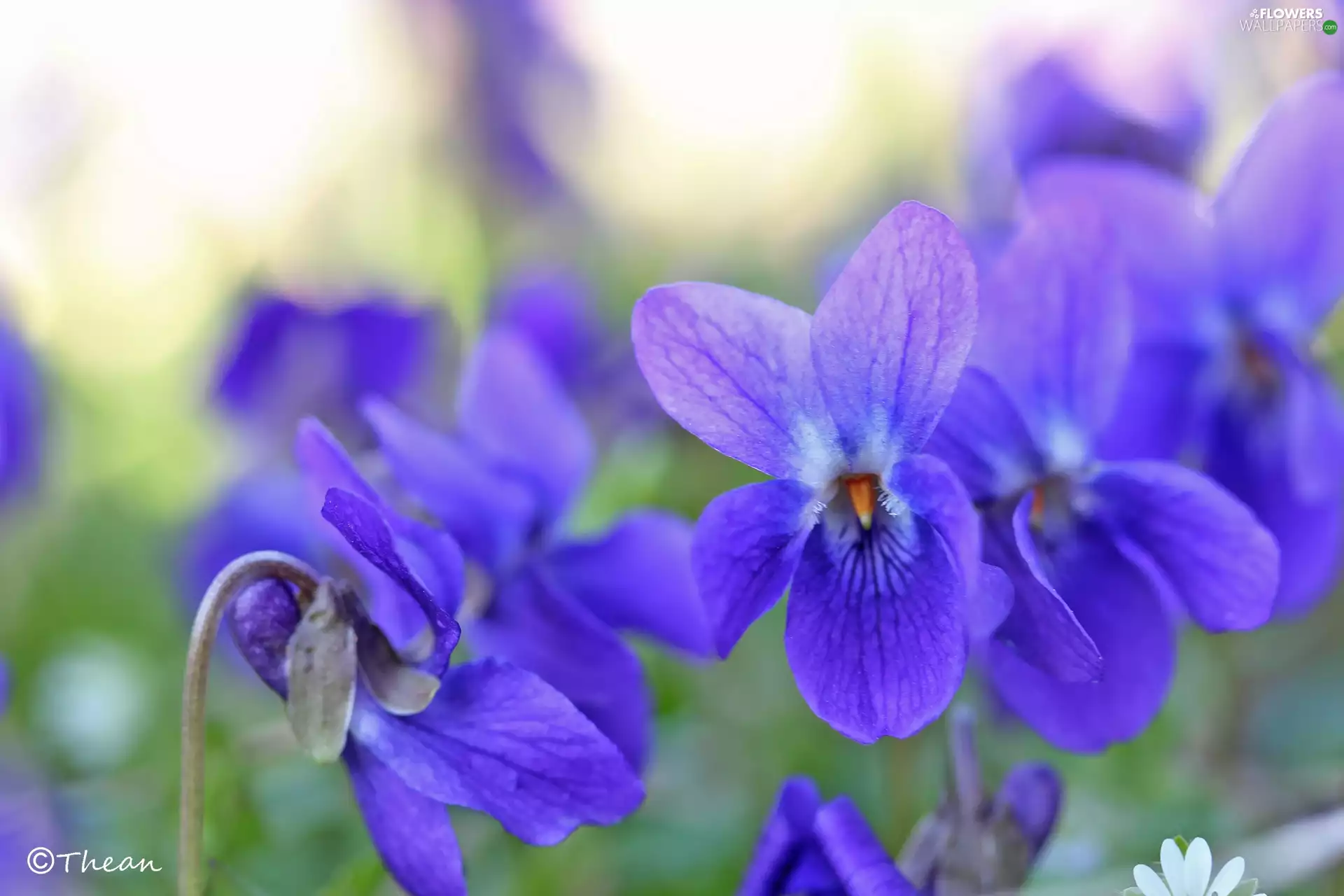 fragrant violets, Flowers, Spring, purple