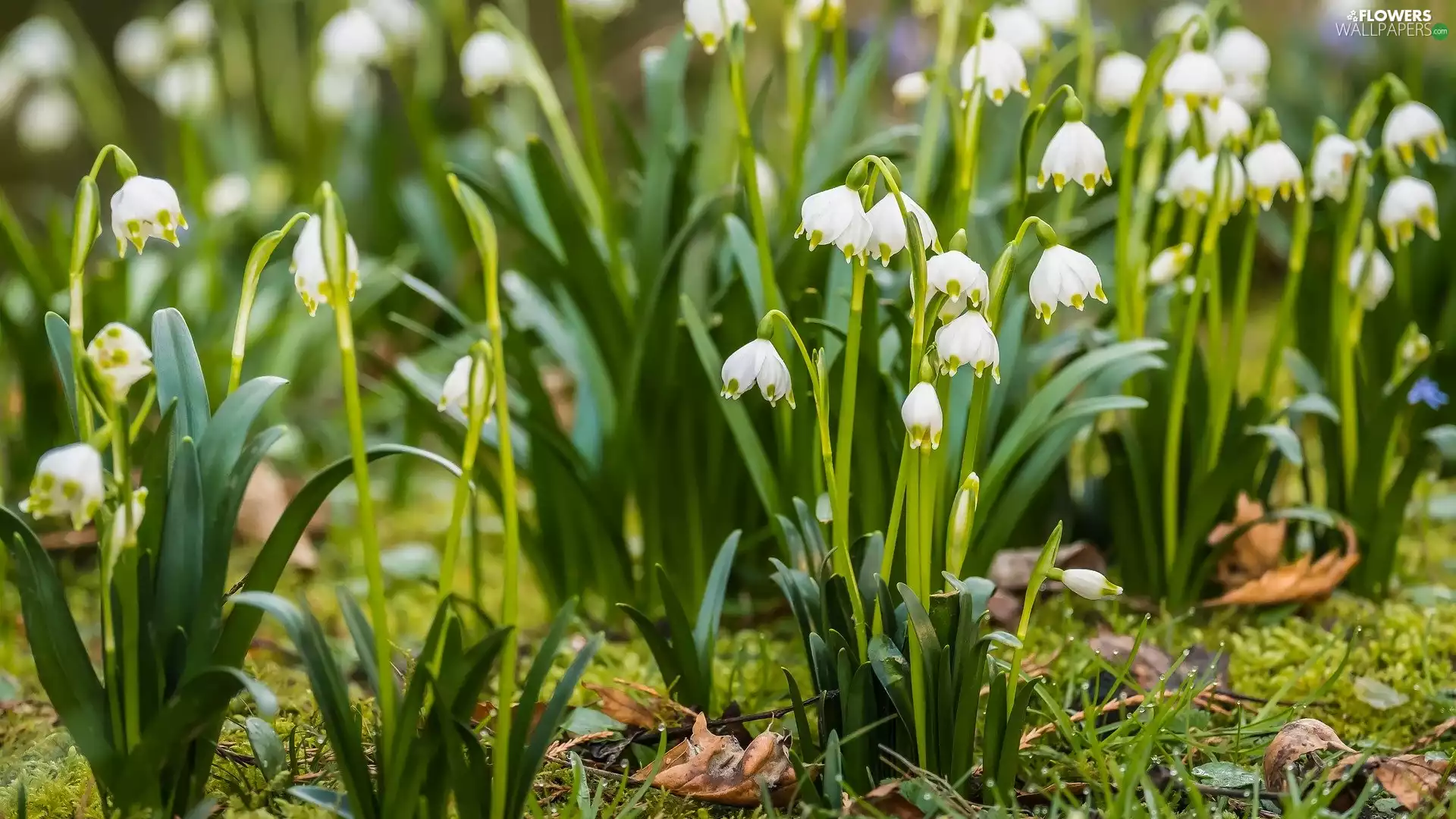 White, Flowers, Leucojum, Spring