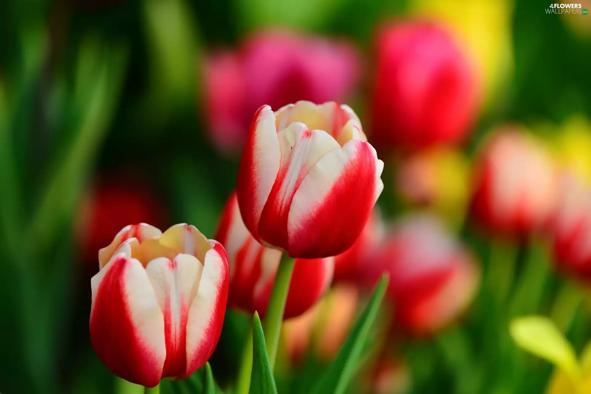 Garden, Spring, White, Tulips, red