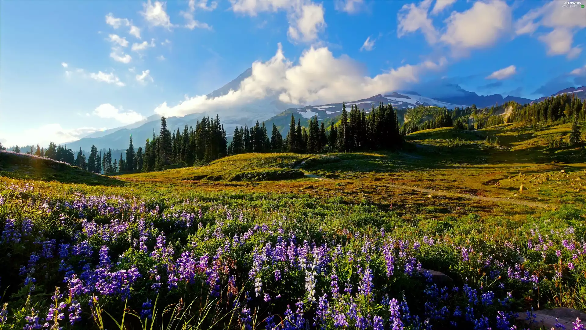 Flowers, Spring, woods, medows, Mountains