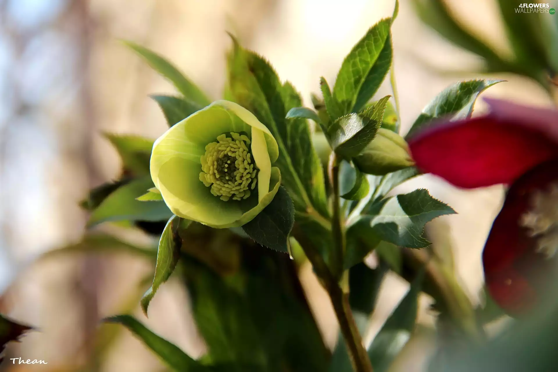 Yellow, Flowers, Spring, Anemones