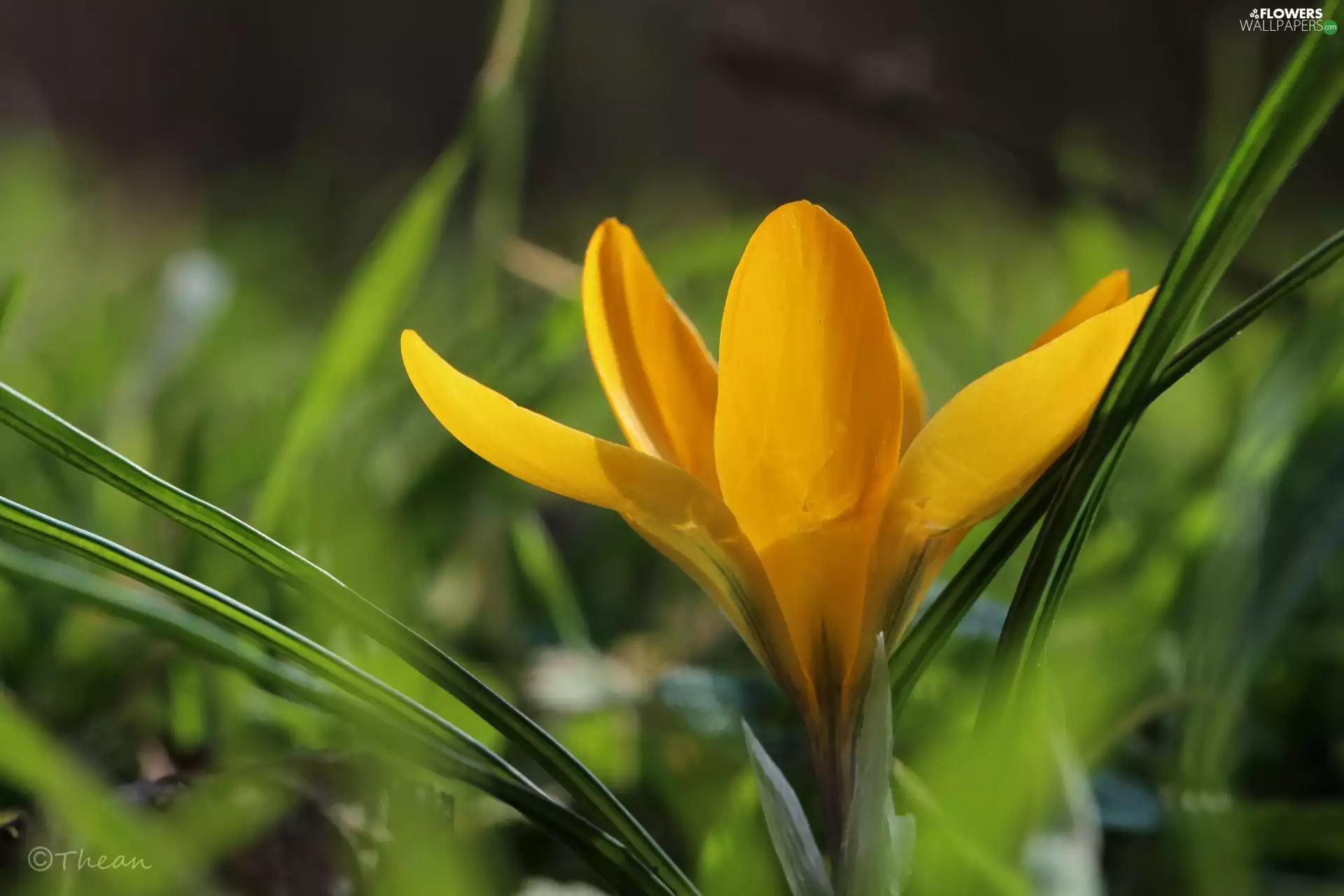 Yellow, Colourfull Flowers, Spring, crocus