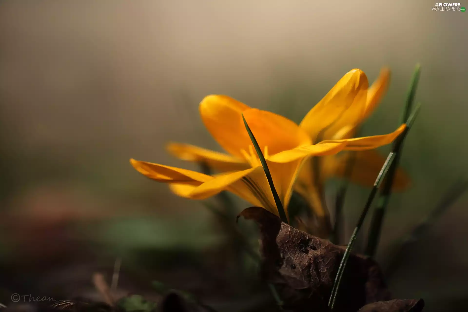 Yellow, Colourfull Flowers, Spring, crocus