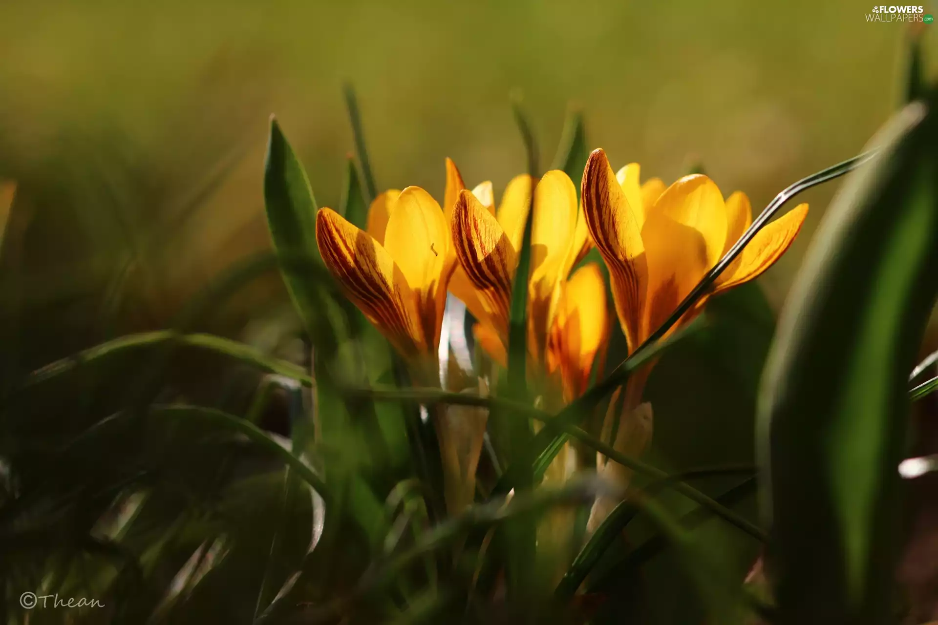 Yellow, Flowers, Spring, crocuses