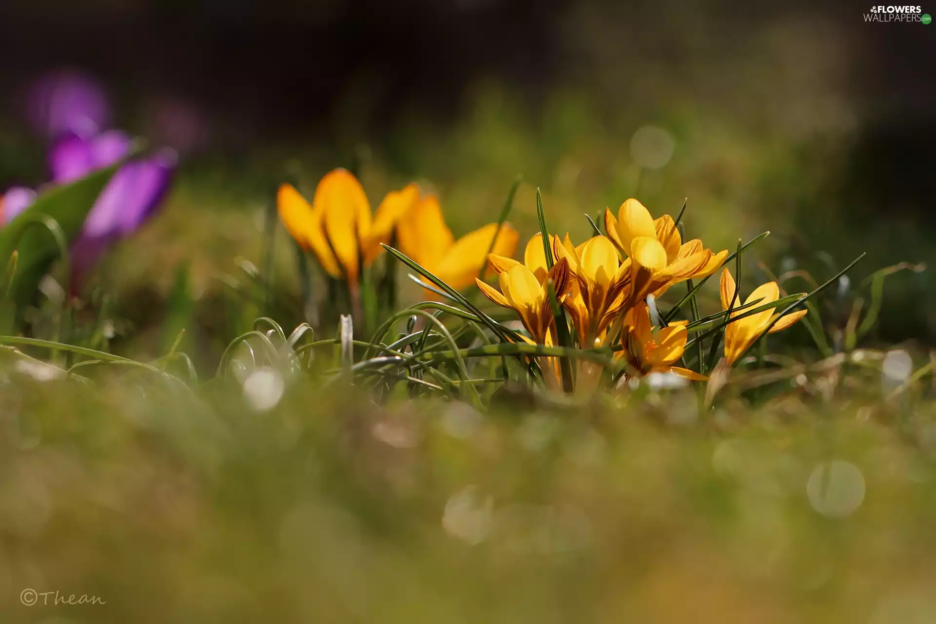 Yellow, Flowers, Spring, crocuses