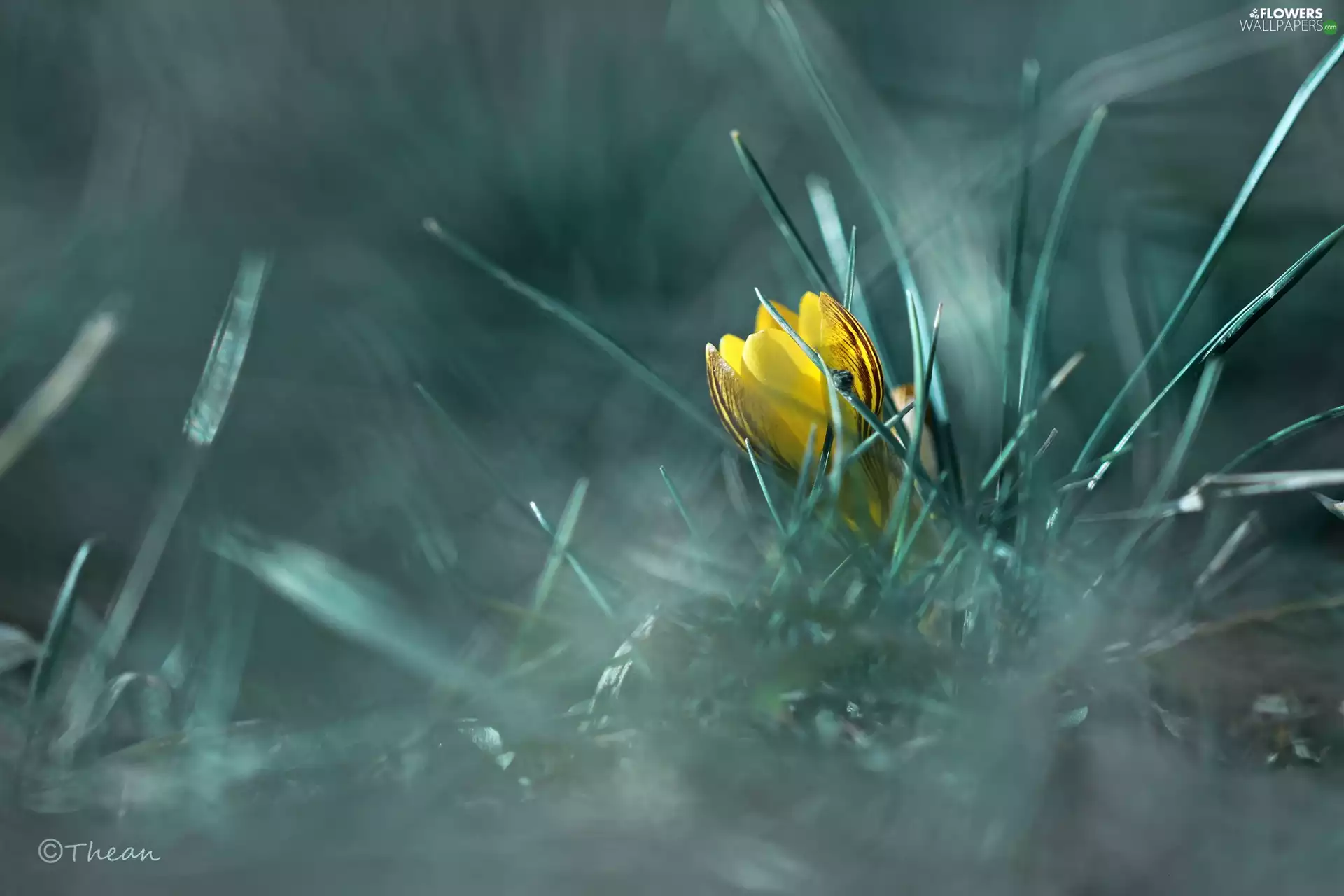 Yellow, Flowers, Spring, crocuses