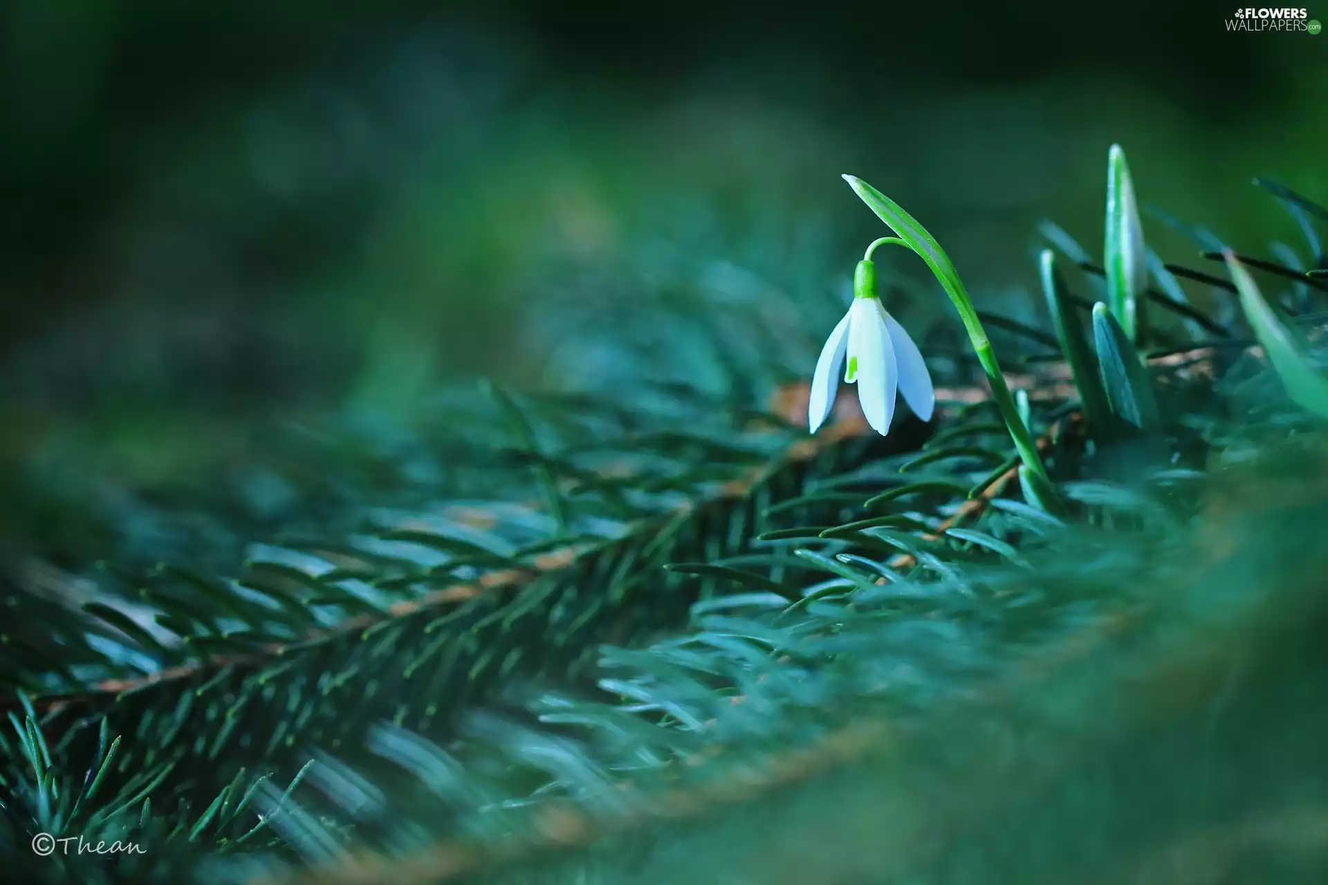 Snowdrop, Colourfull Flowers, spruce, White