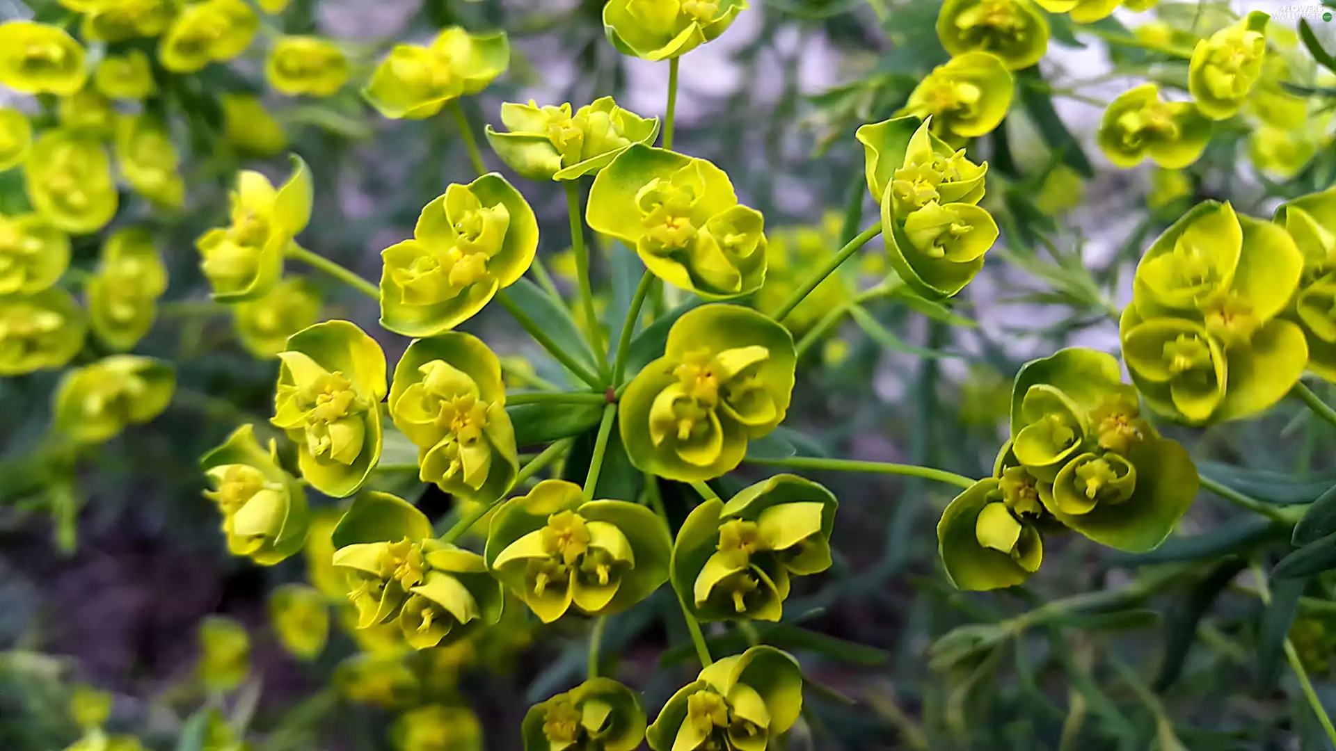 spurge, Yellow, Flowers