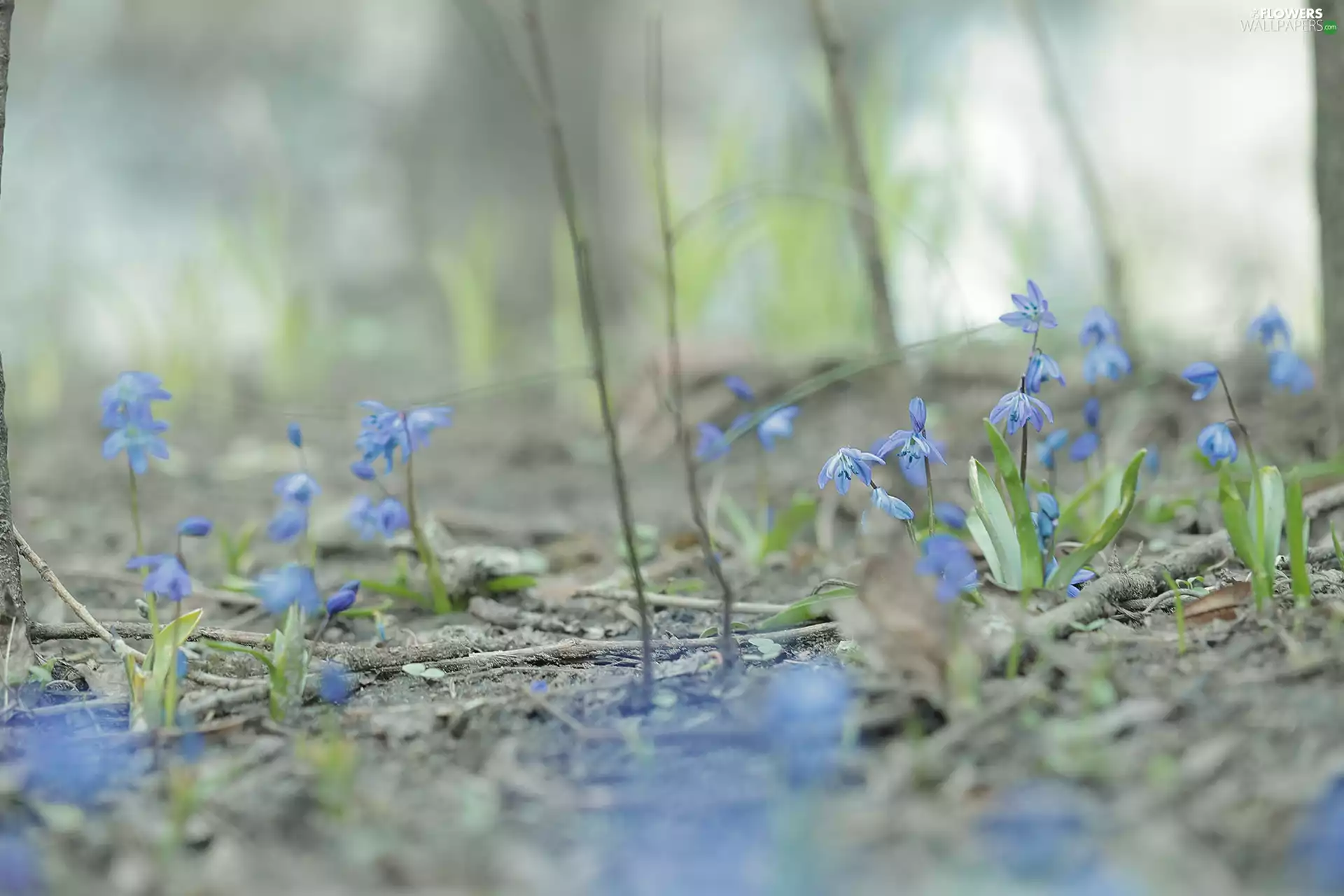 Siberian squill, Blue, Flowers, change