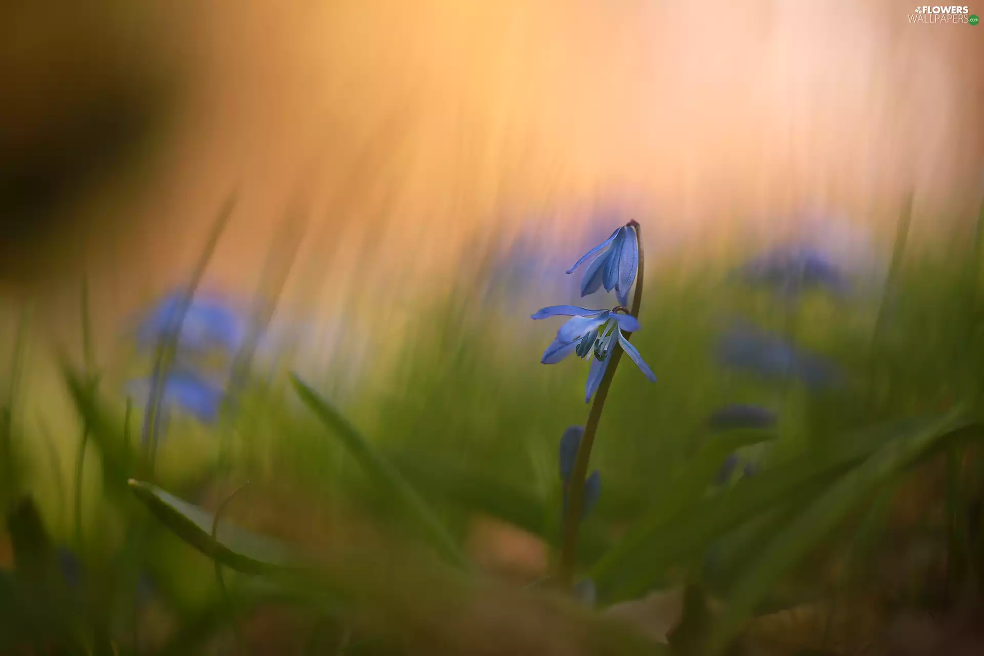 Siberian squill, blue, Colourfull Flowers
